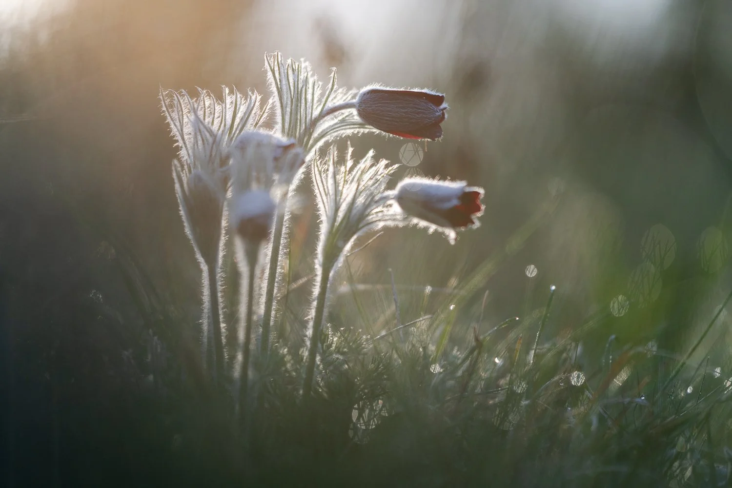 Pulsatilles dans la rosée