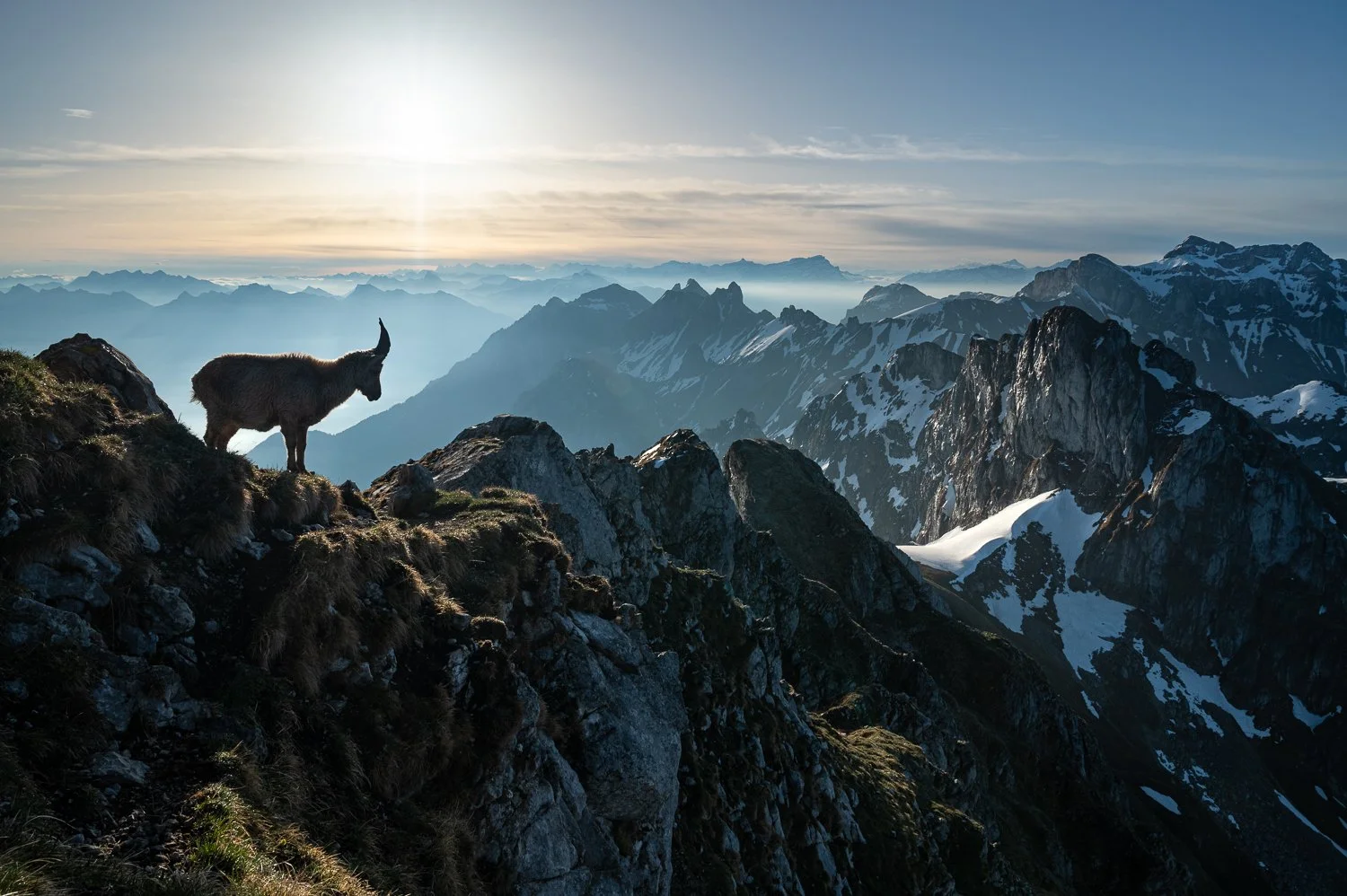Le bouquetin,  roi de la Dent d'Oche !