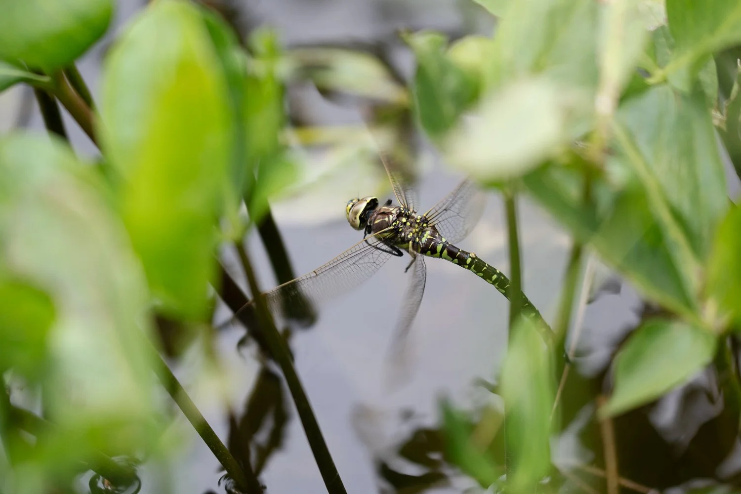 Aeschne des joncs femelle en recherche d'une plante pour pondre ses oeufs.