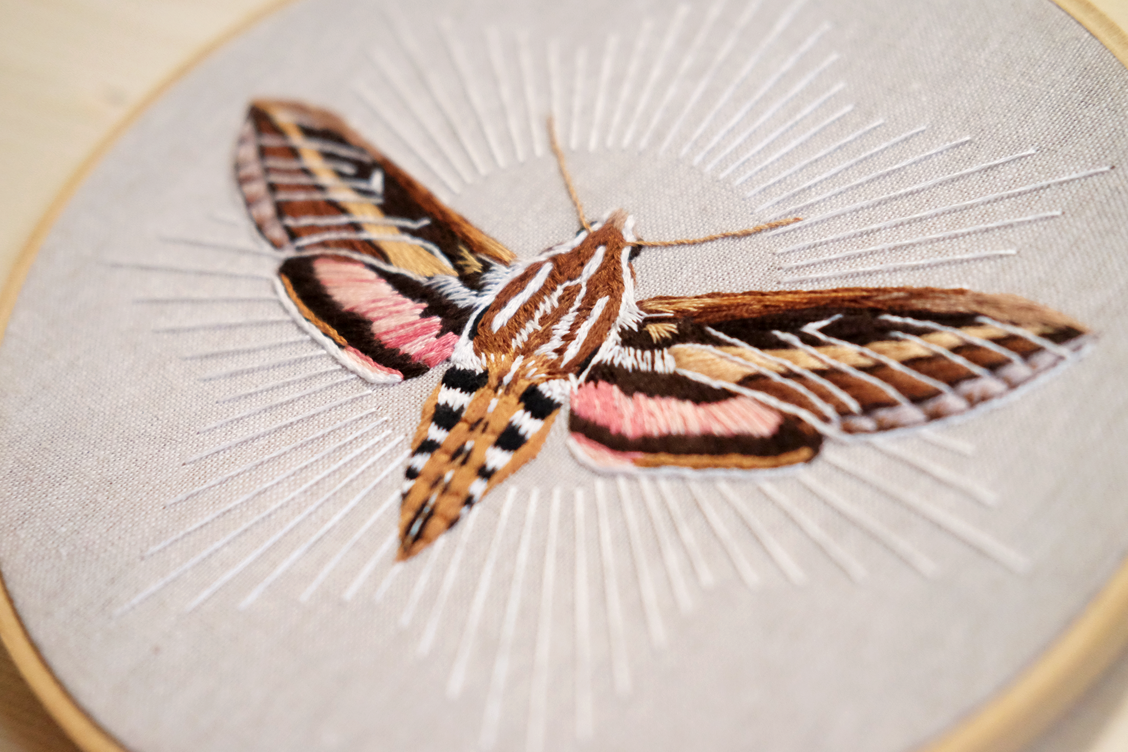 sphinx moth 2.png