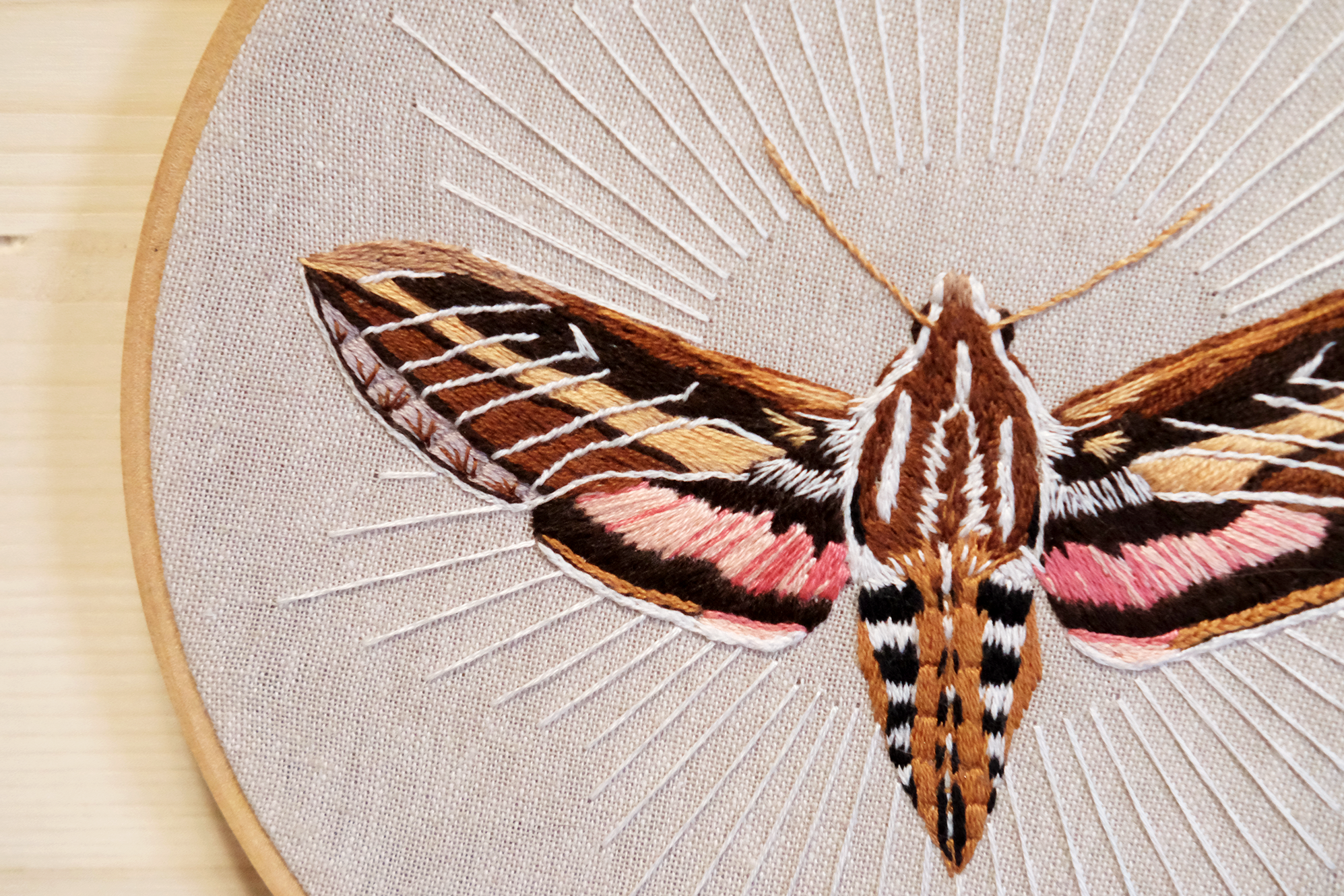 sphinx moth 3.png