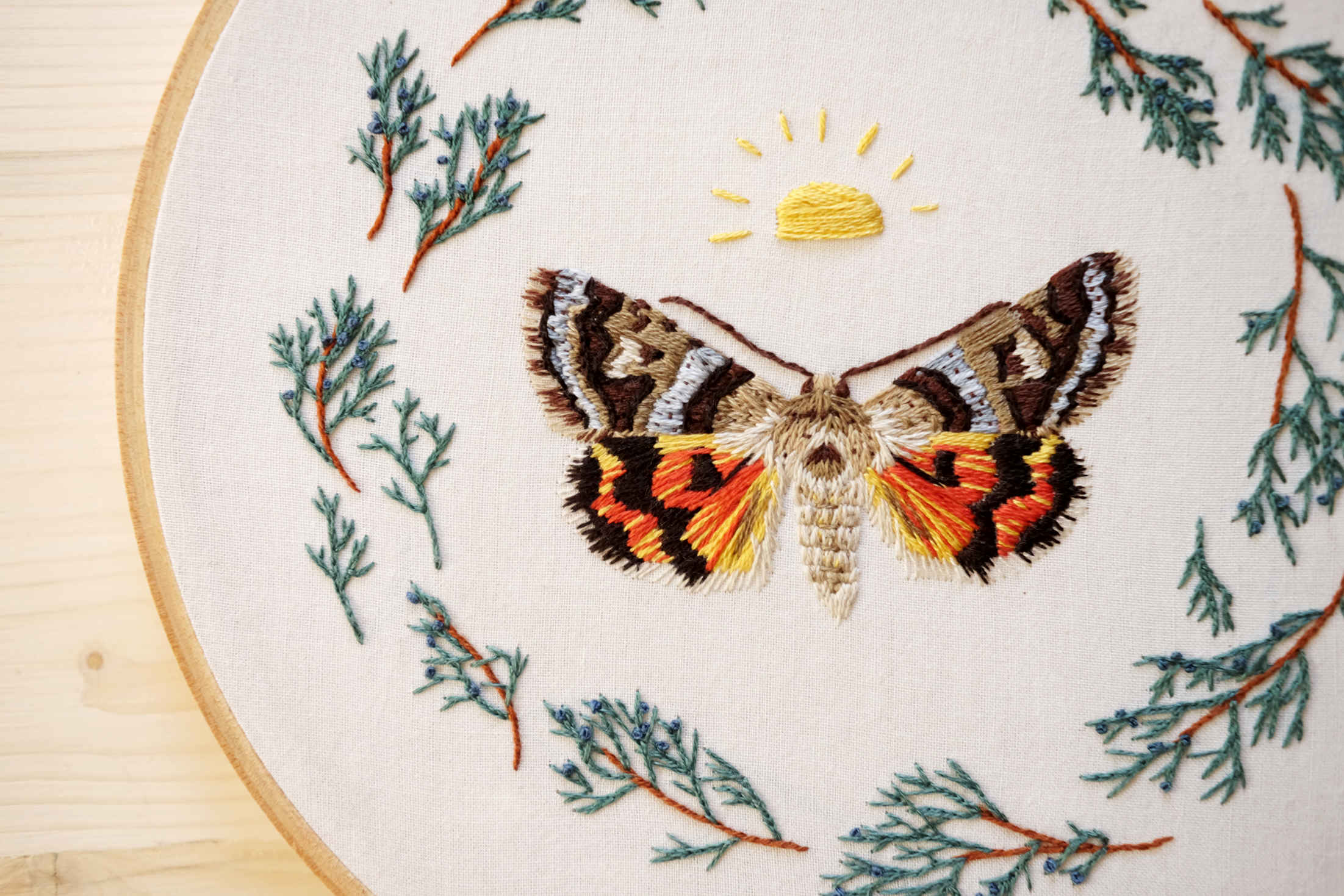 juniper moth 2.png