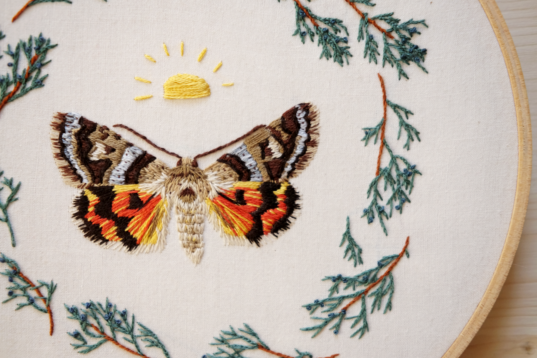 juniper moth 4.png