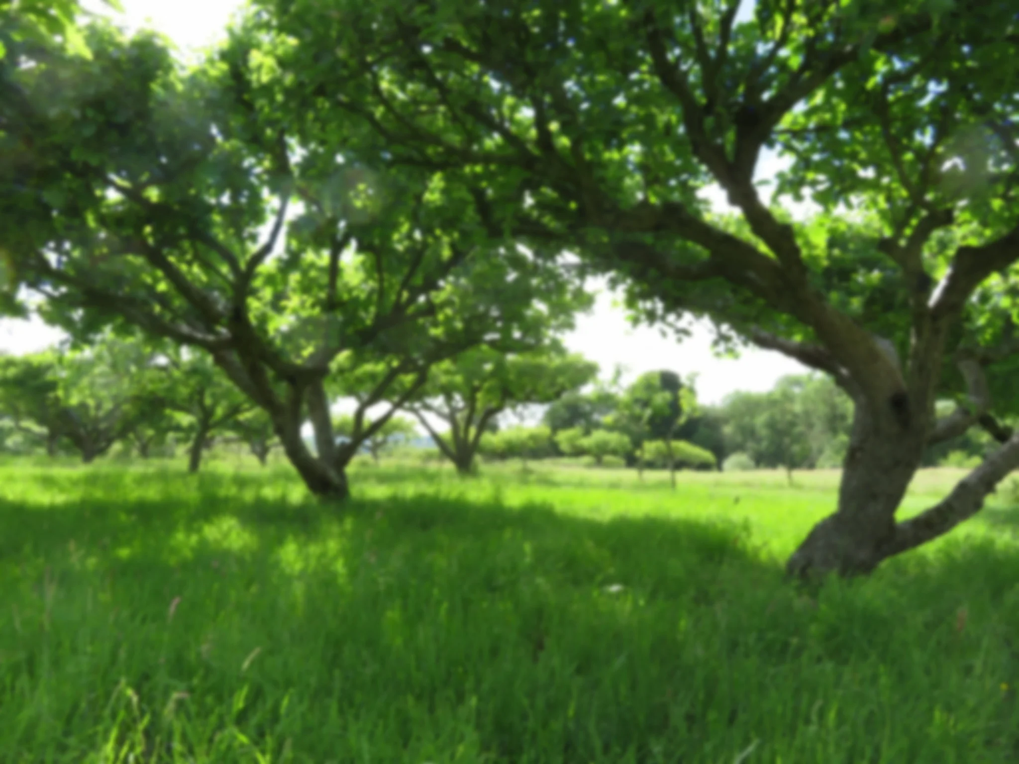 orchard oilify and gausian.JPG