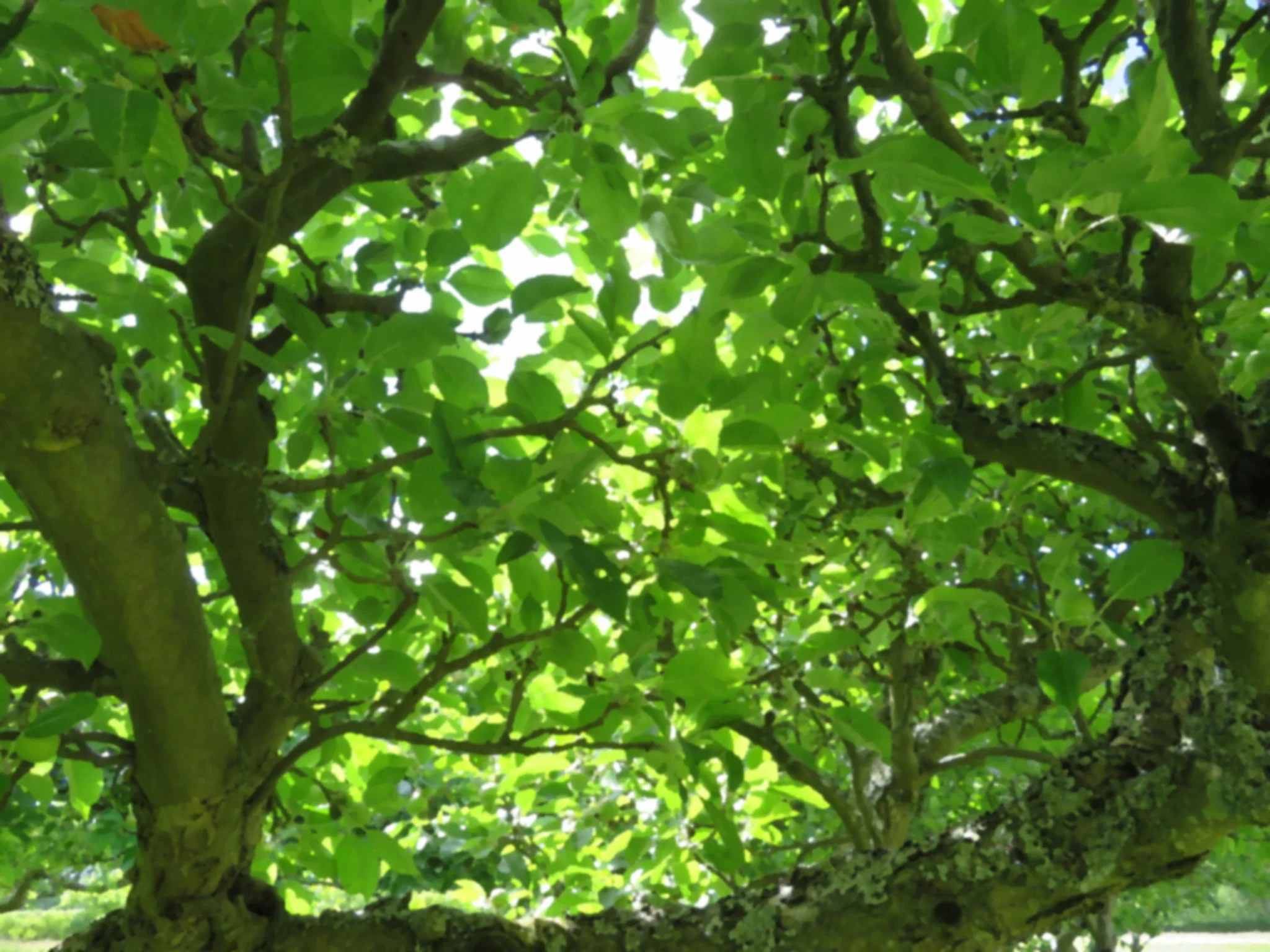 oilify and gausian.JPG