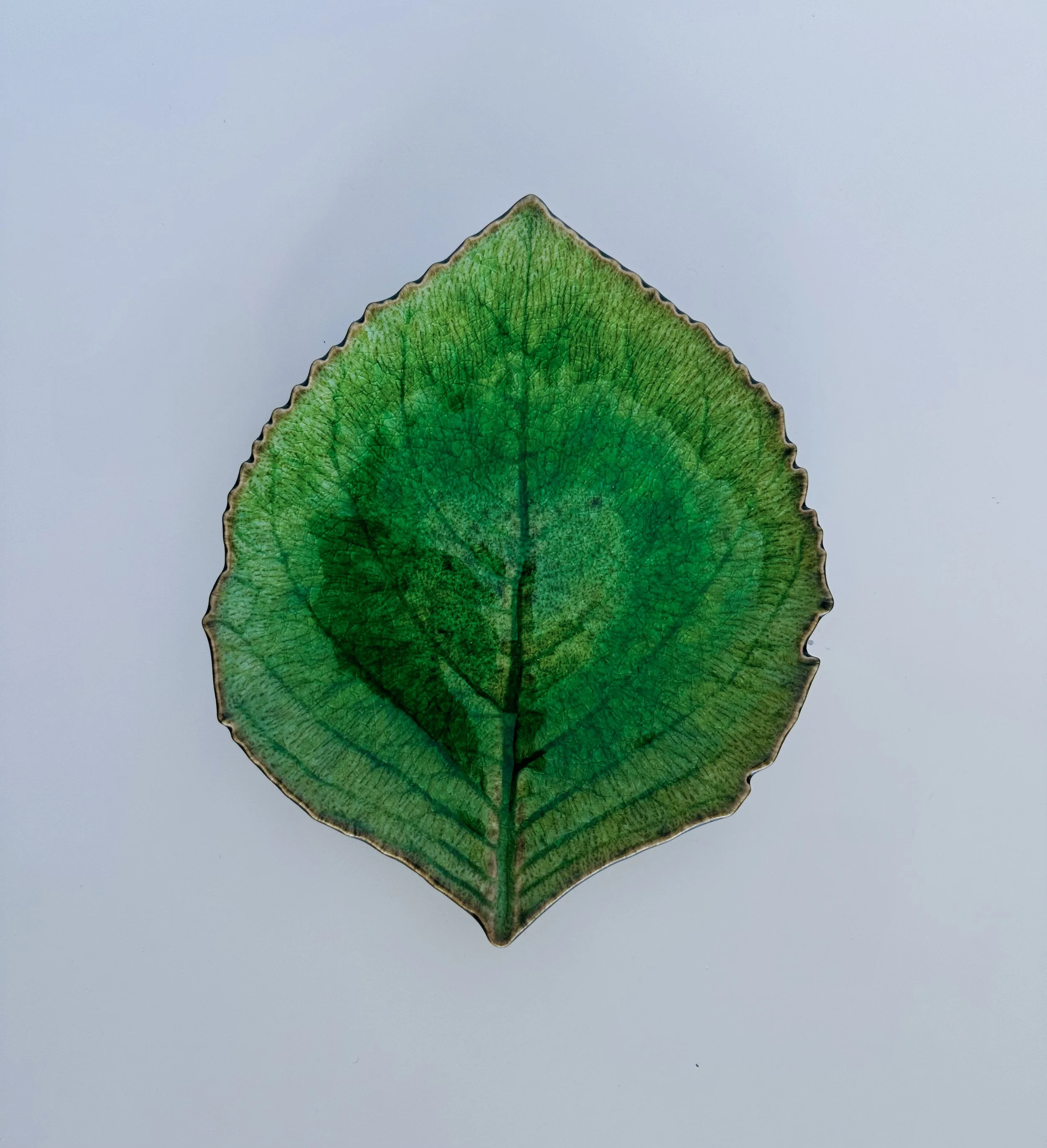 HYDRANGEA LEAF