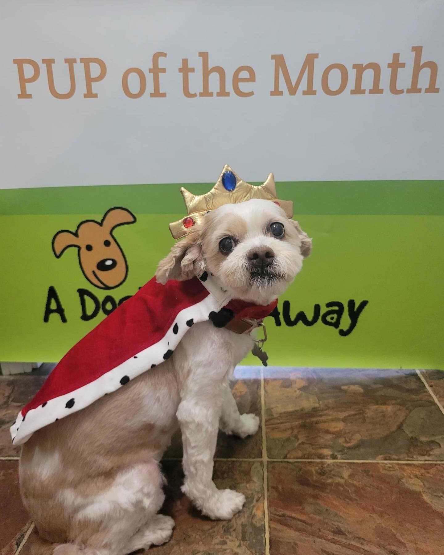 Mia is Class President AND Pup of the Month on my birthday month!! Whoohoo!!!! Thank you @adogsdayaway! #seniordogs #dog #seniordog #rescuedog #pupofthemonth