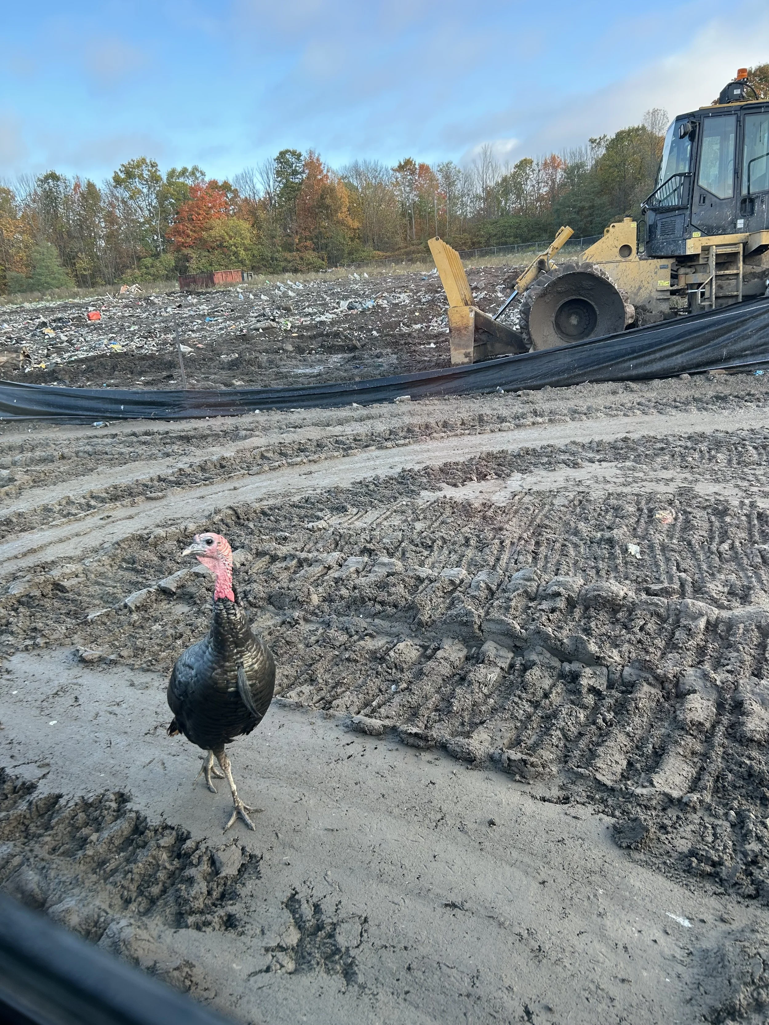 Action at the landfill!