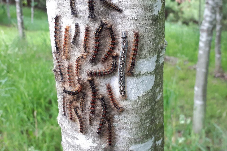 Gypsy Moth Status Webinar Thursday, June 10, 2021.