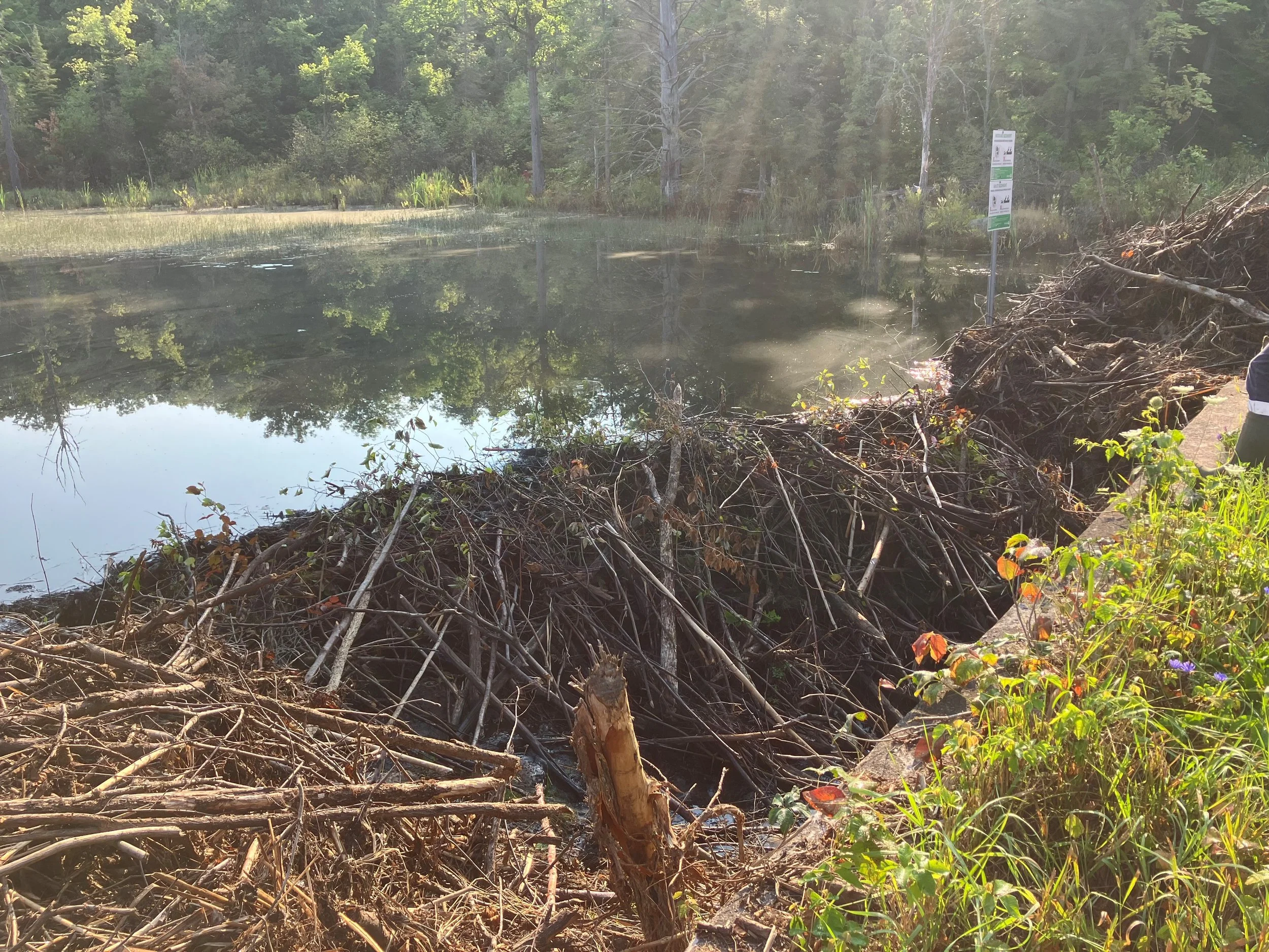 Beaver Dam Removal 🌿🦫