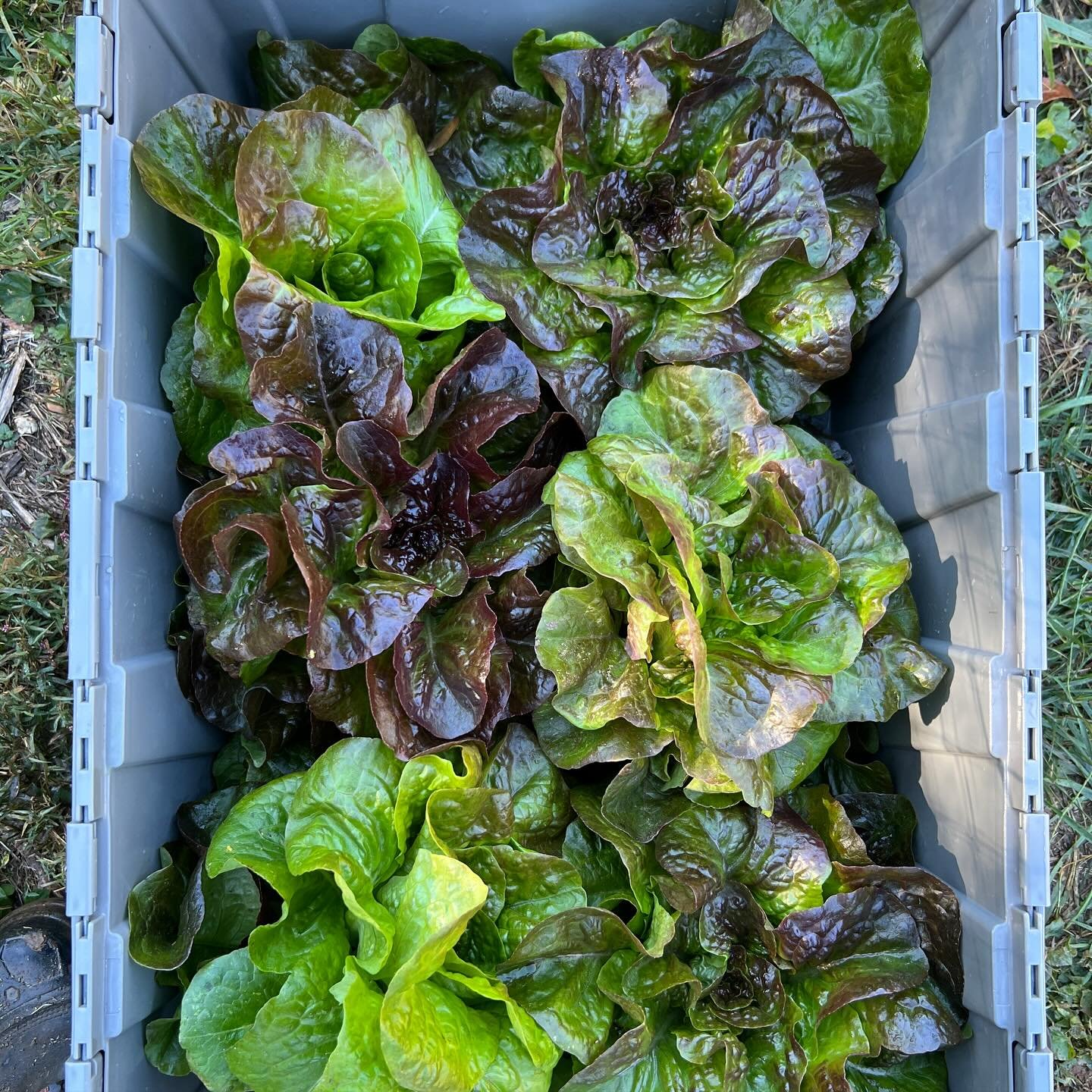 Hello &amp; good afternoon, to our local friends here, in &amp; around Blairsville. We are happy to announce that Fresh Boxes are NOW available for you to purchase! Go to our website to order yours today, come by the farm on Saturday between 11 and 2