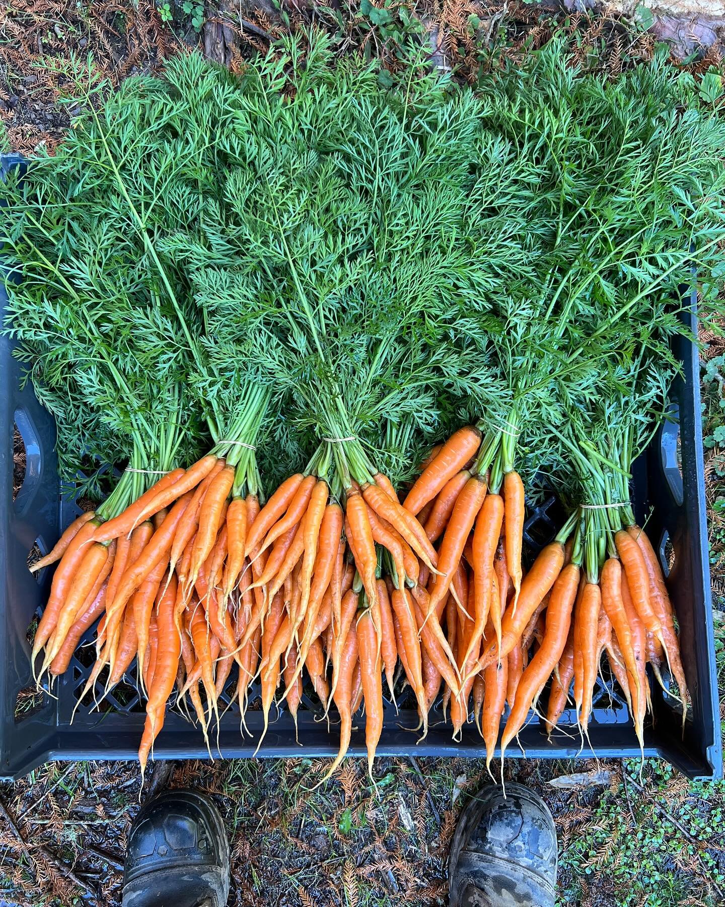 A few shots of some of the incredible produce coming out of Levity Farms the past month. October is just the absolute best. Really every month is the best in its own way. 

We are rounding out our first growing season at the new property. It&rsquo;s 