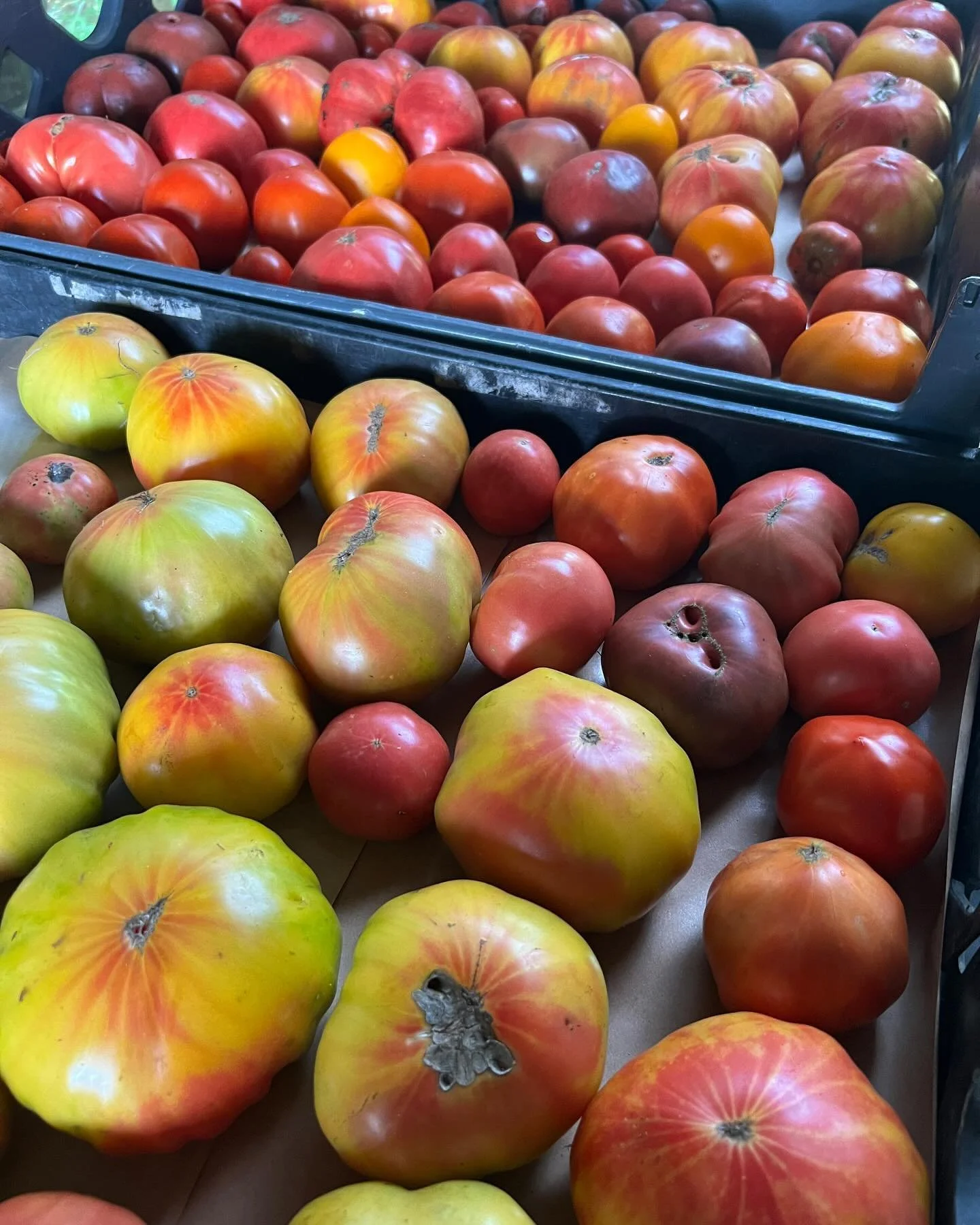 &ldquo;Fresh&rdquo; is the word for this week. New baby trays are going into these freshly-flipped &amp; prepped beds, where they&rsquo;ll enjoy the cool mornings &amp; billow in the fresh, mountain air, all the while growing strong &amp; offering fr