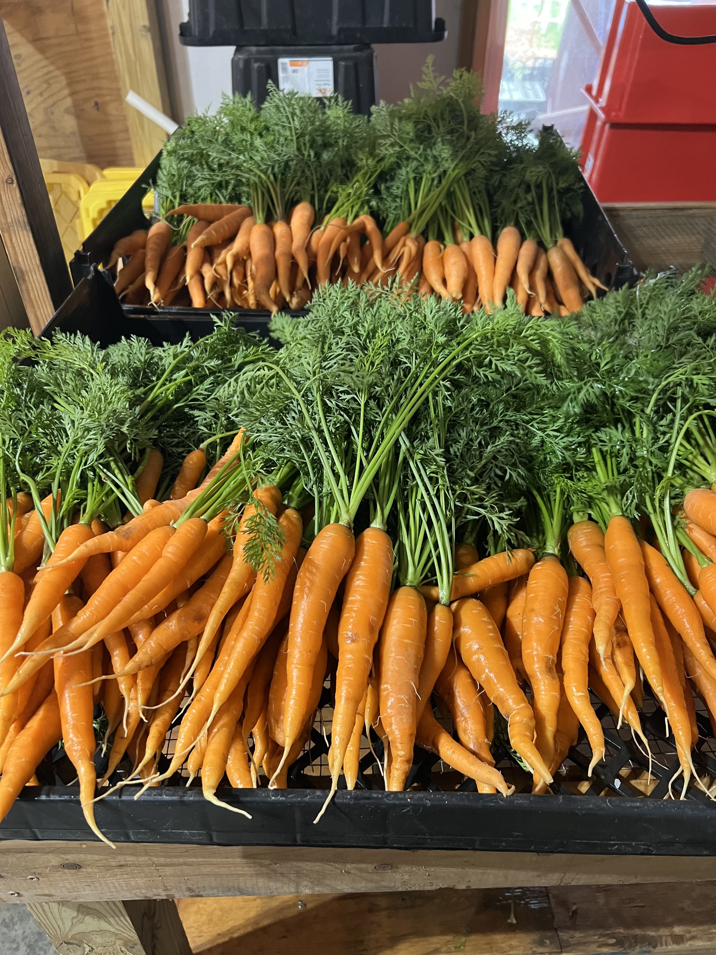 clean carrots.jpeg