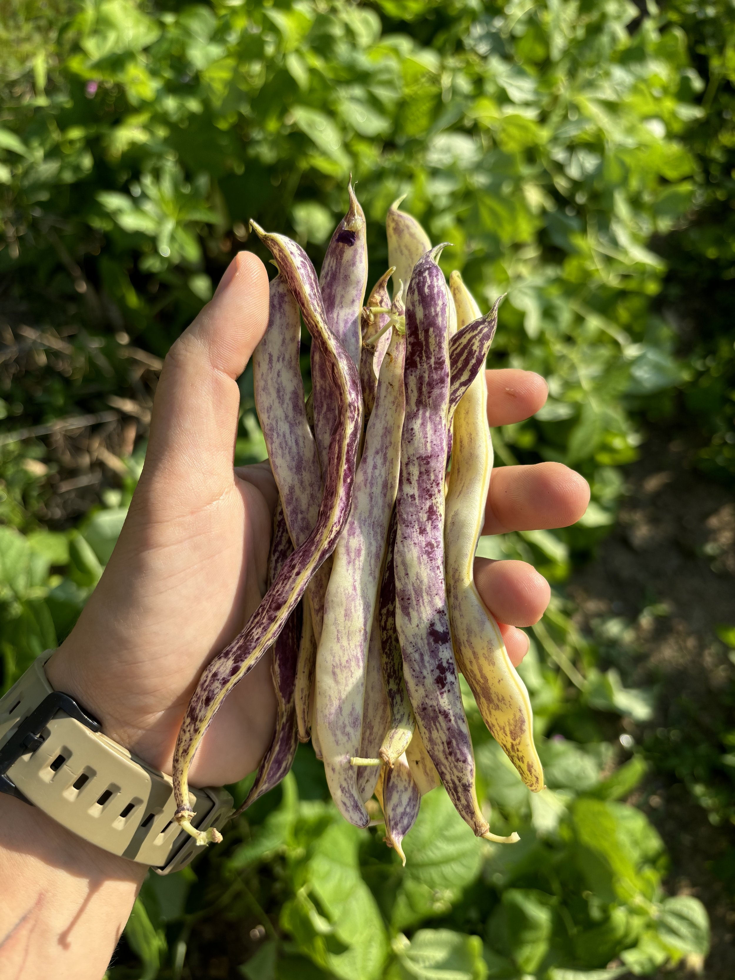 beans.jpeg