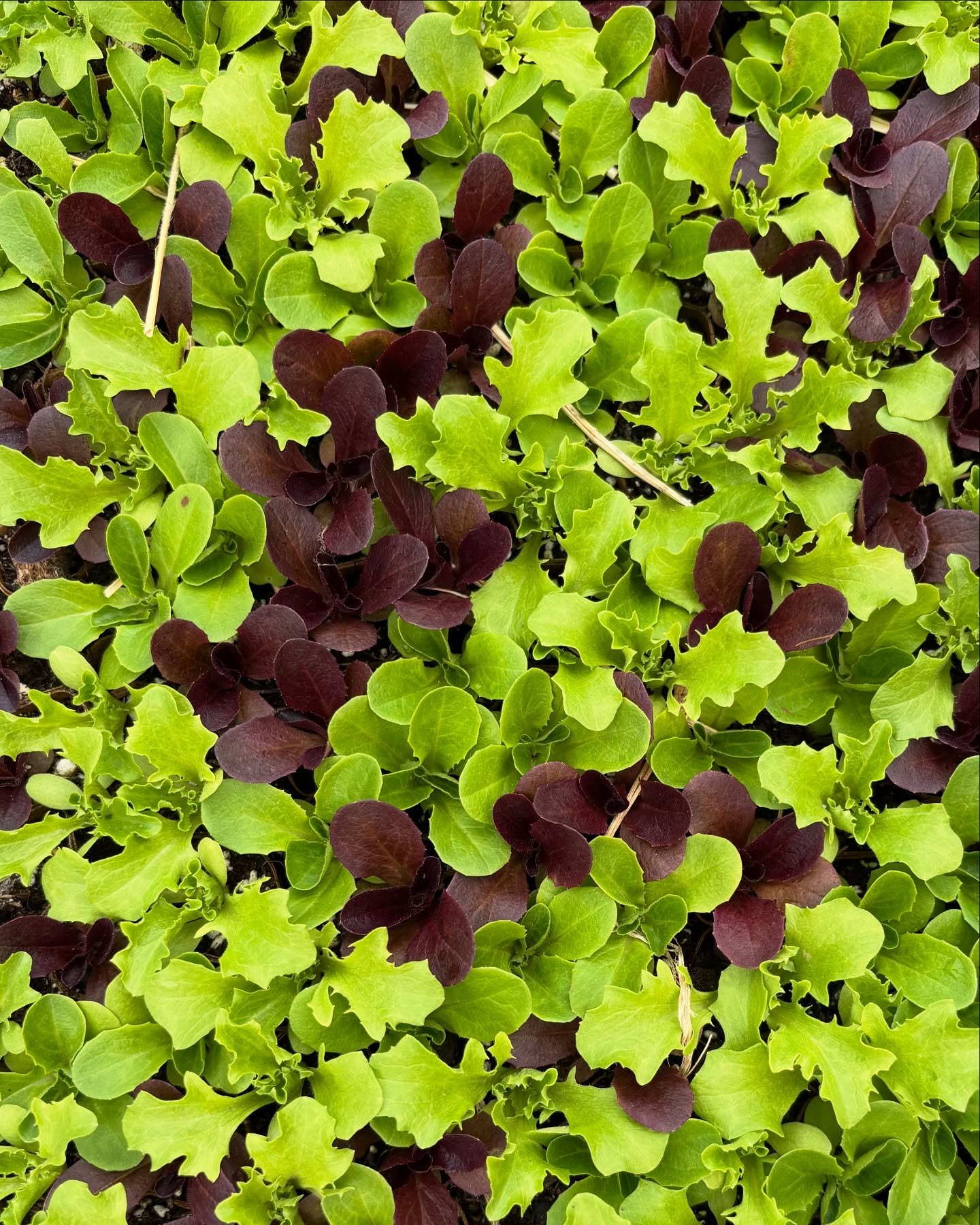 Life is bursting forth all over this place! Seeds and sprouts of all different kinds are infusing with Sunlight &amp; sweetness, implying that a beautiful season is ahead for us.

There&rsquo;s so much more to say, updates to deliver, perspectives to
