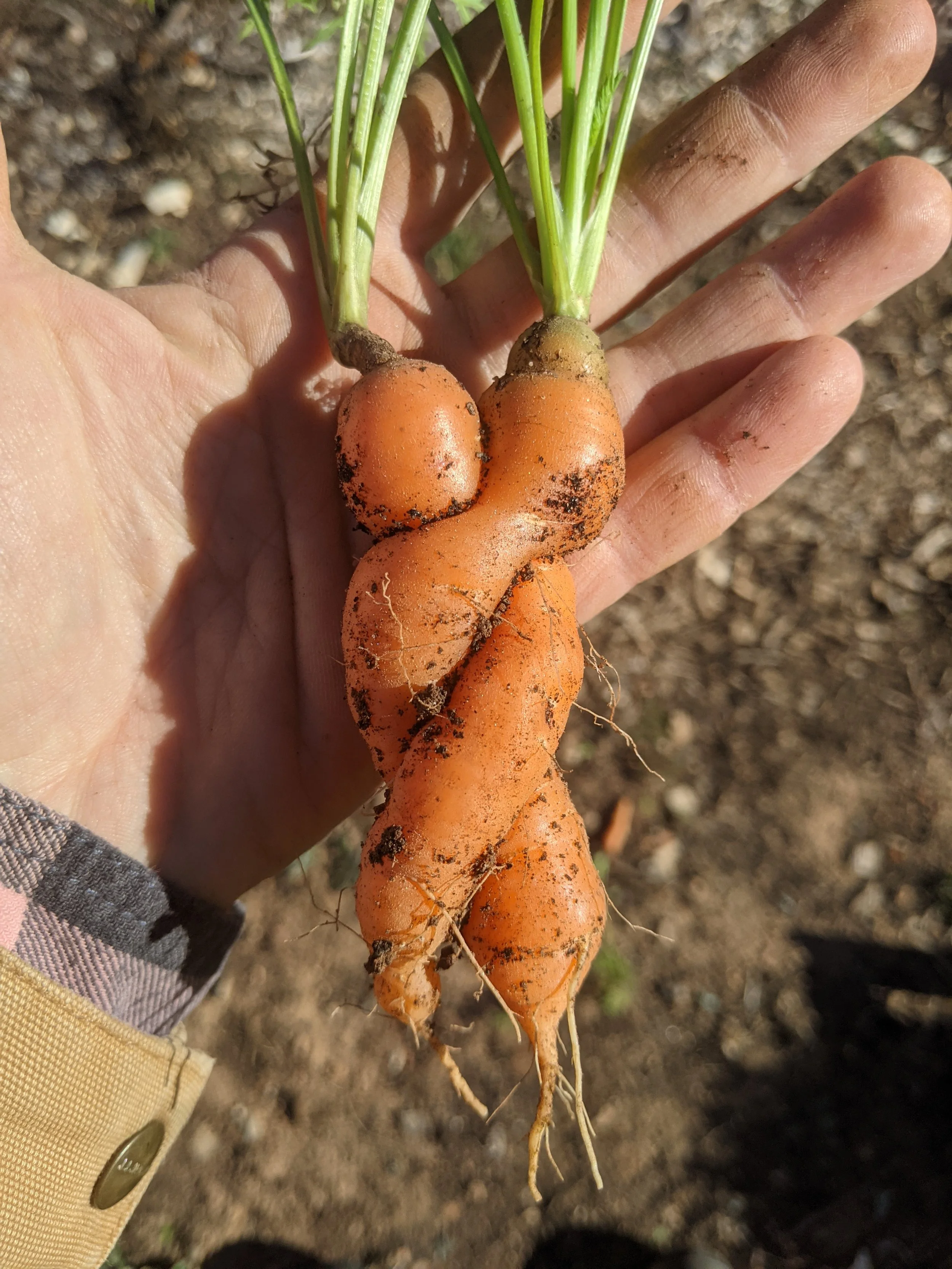 carrots.jpg