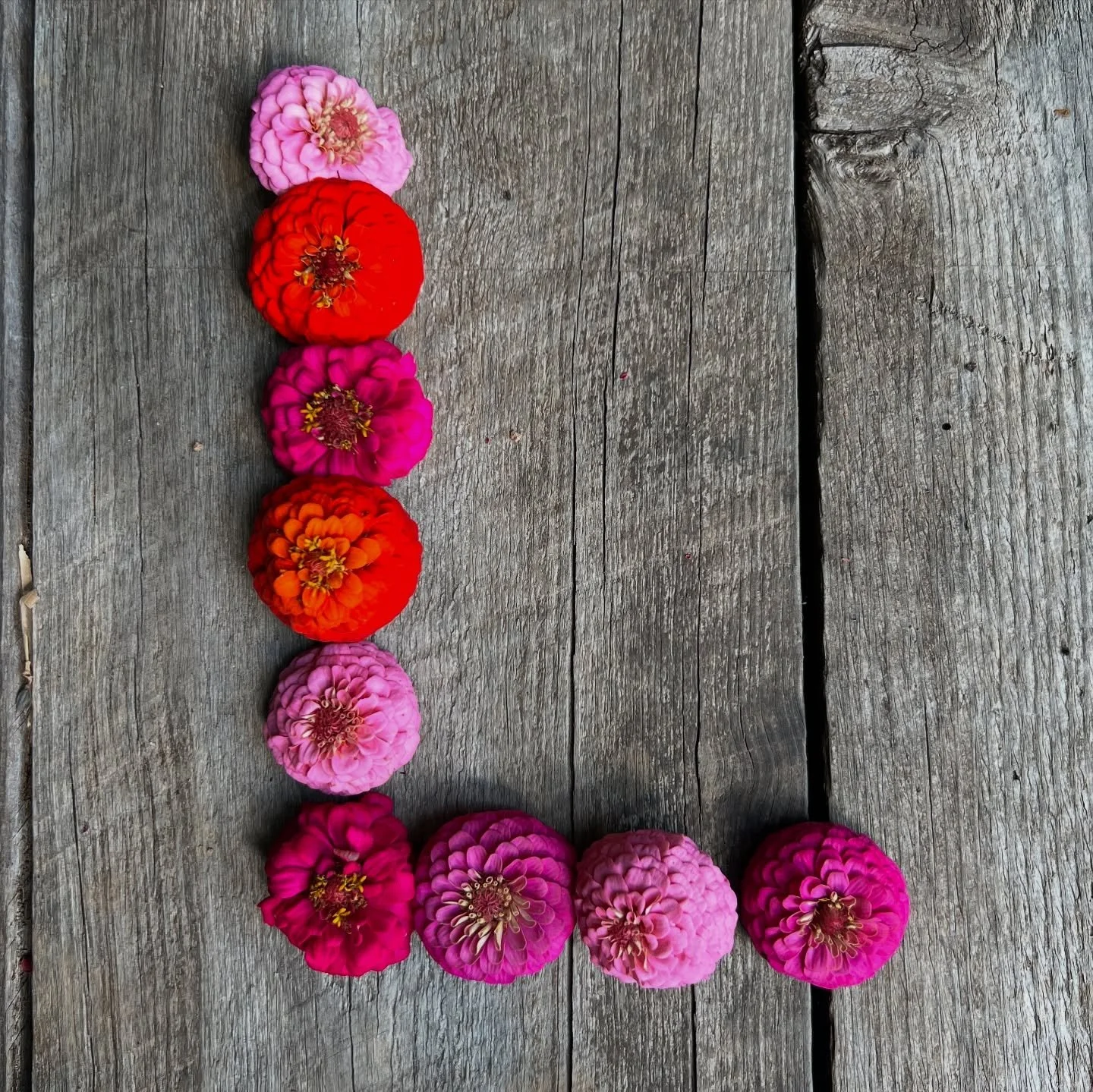 Just popping in to share some late-Summer inspiration with all y&rsquo;all.
.
I have, many times, used this platform to gush with gratitude for the support y&rsquo;all have shown us through the many iterations of Levity Farms. I have used this platfo