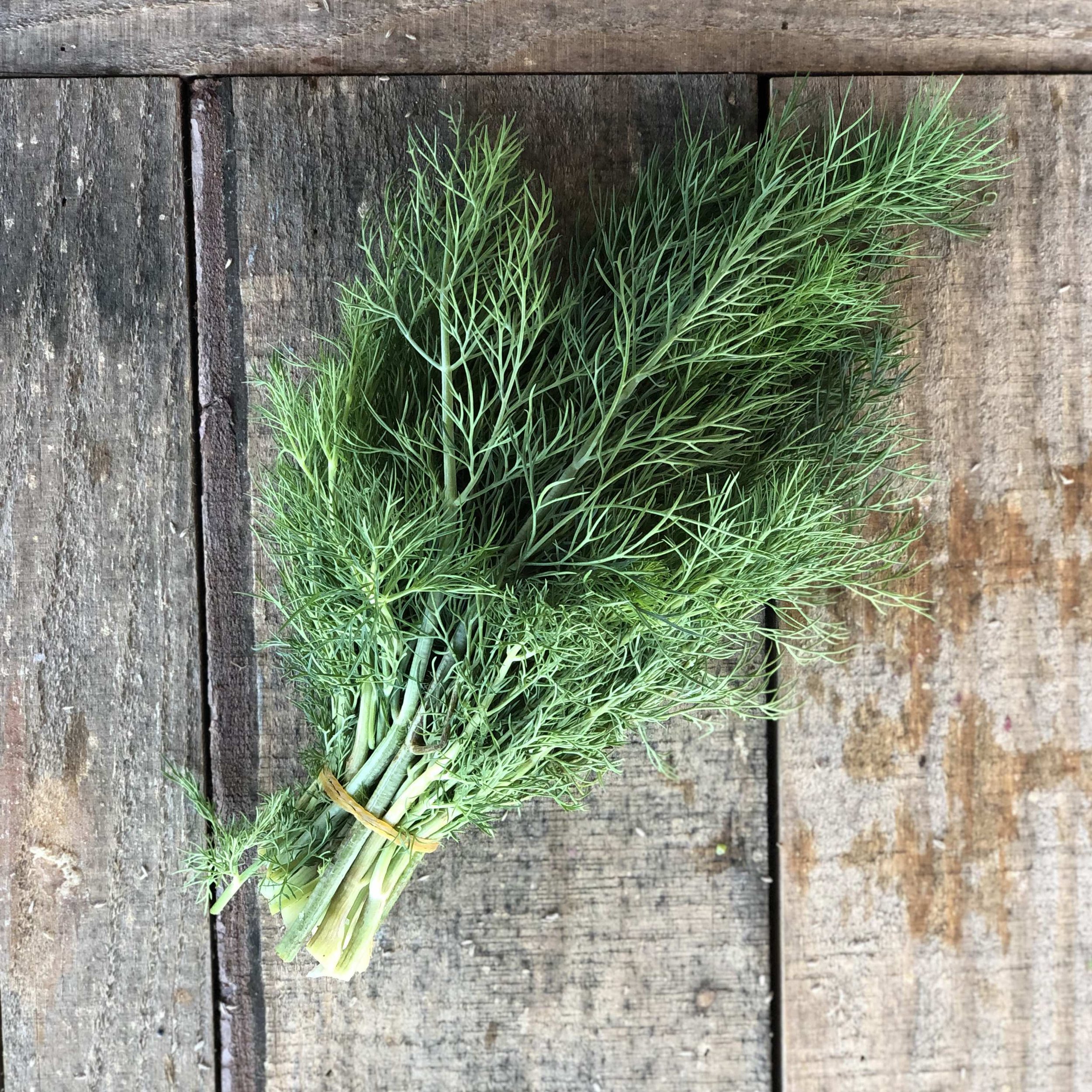 Dill square.jpg
