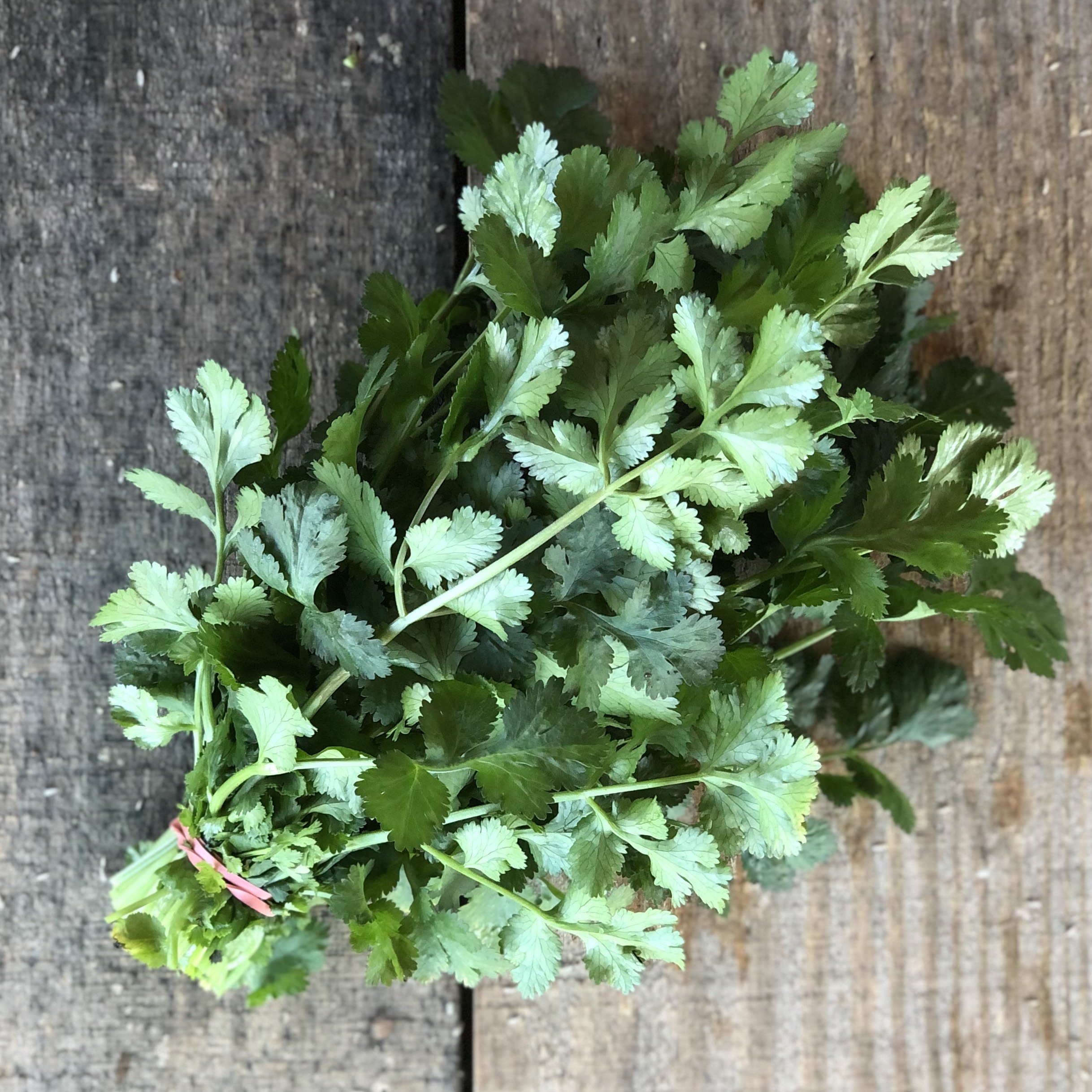 Cilantro square.jpg