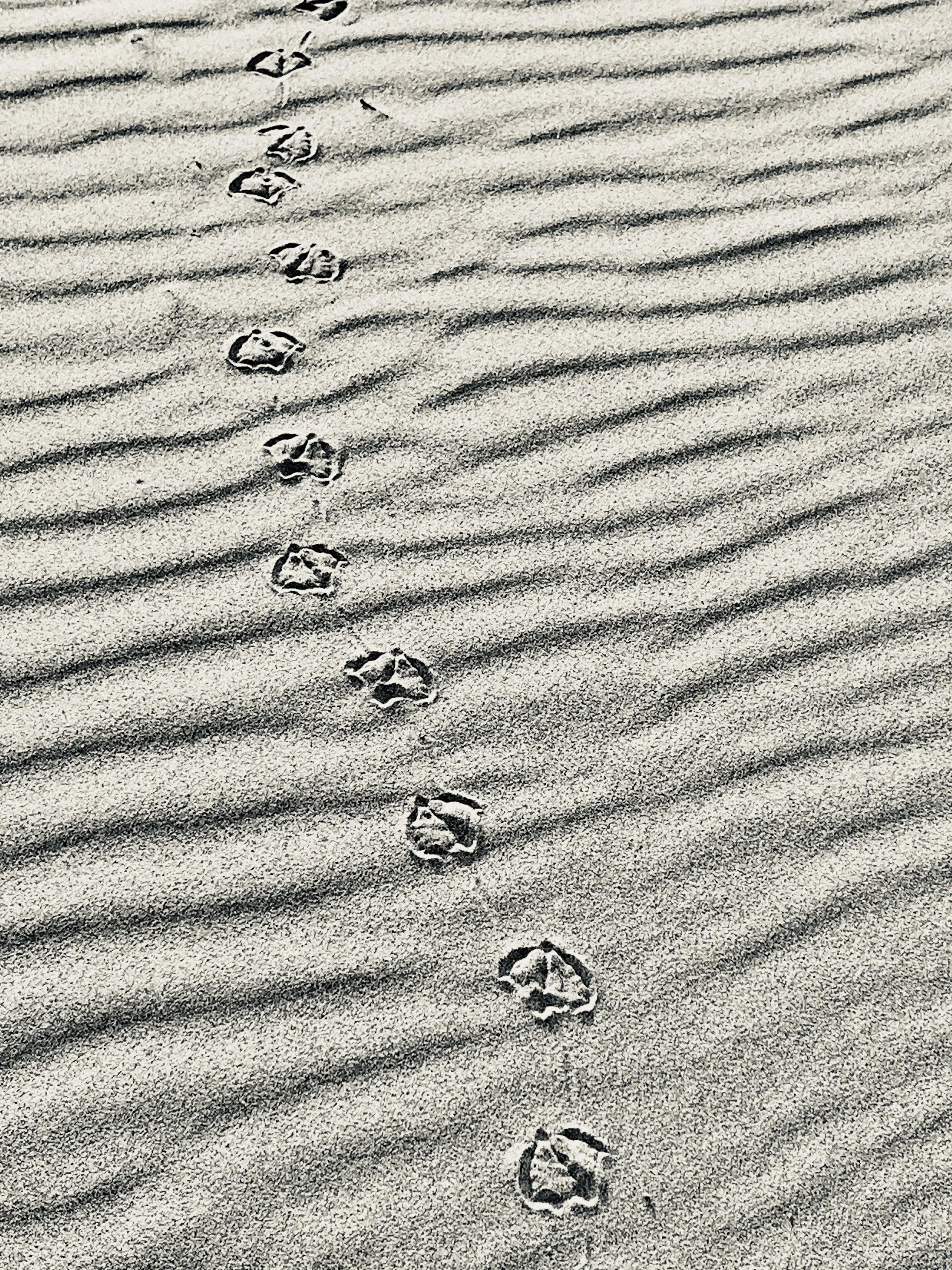 Footprints in the sand creating a pattern of circles along a series of parallel ridges.