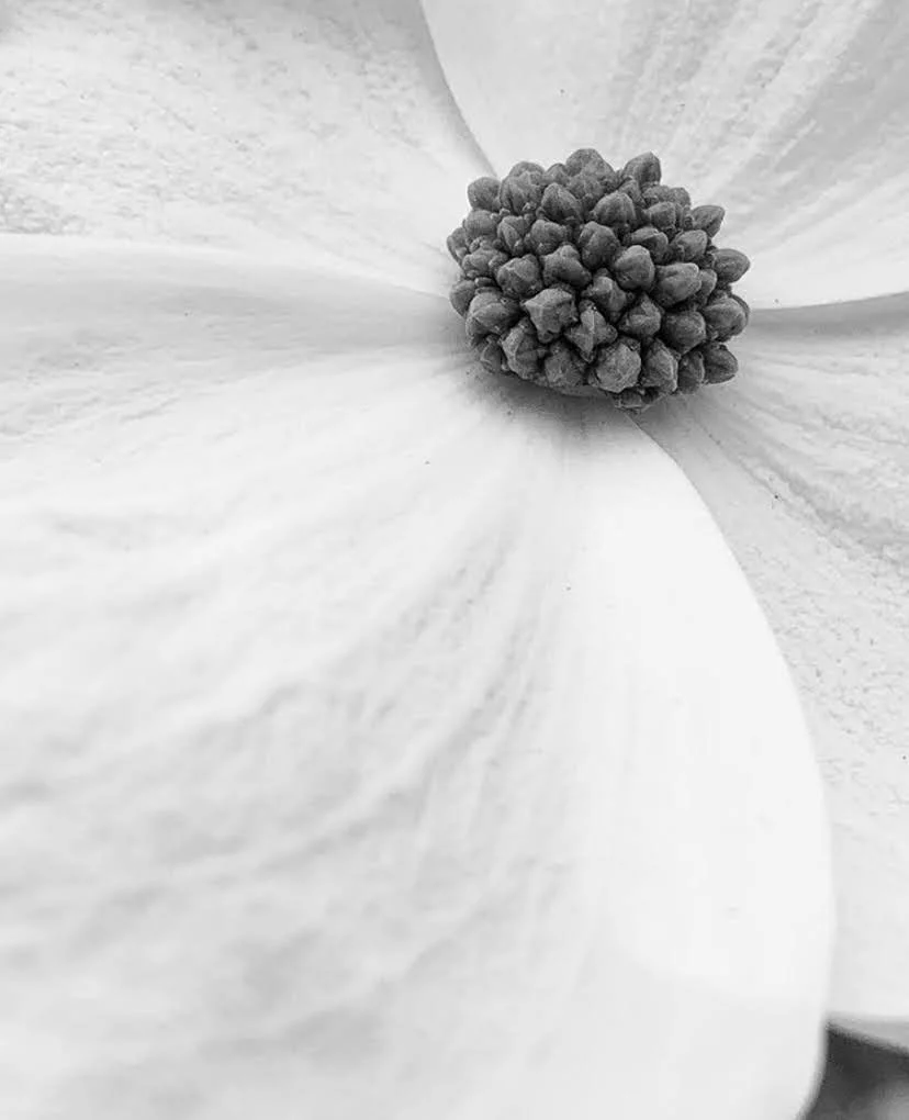 Close-up of a flower's pistil and petals in black and white.