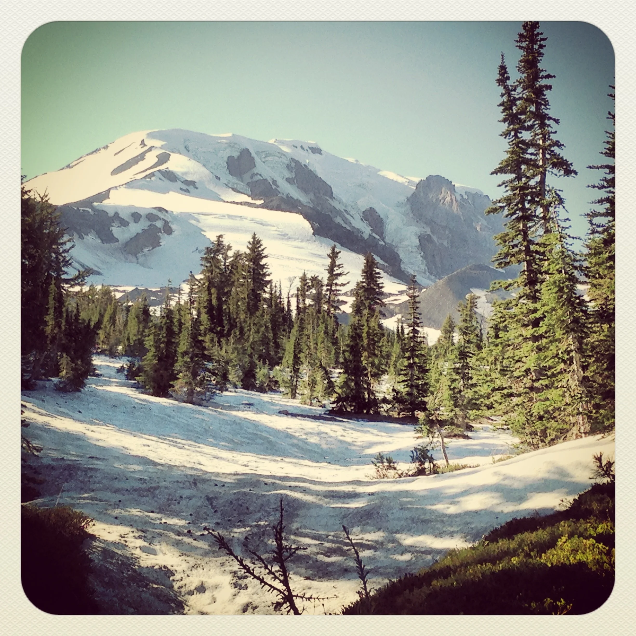 Snow-capped mountain with surrounding evergreen trees and a clear sky.