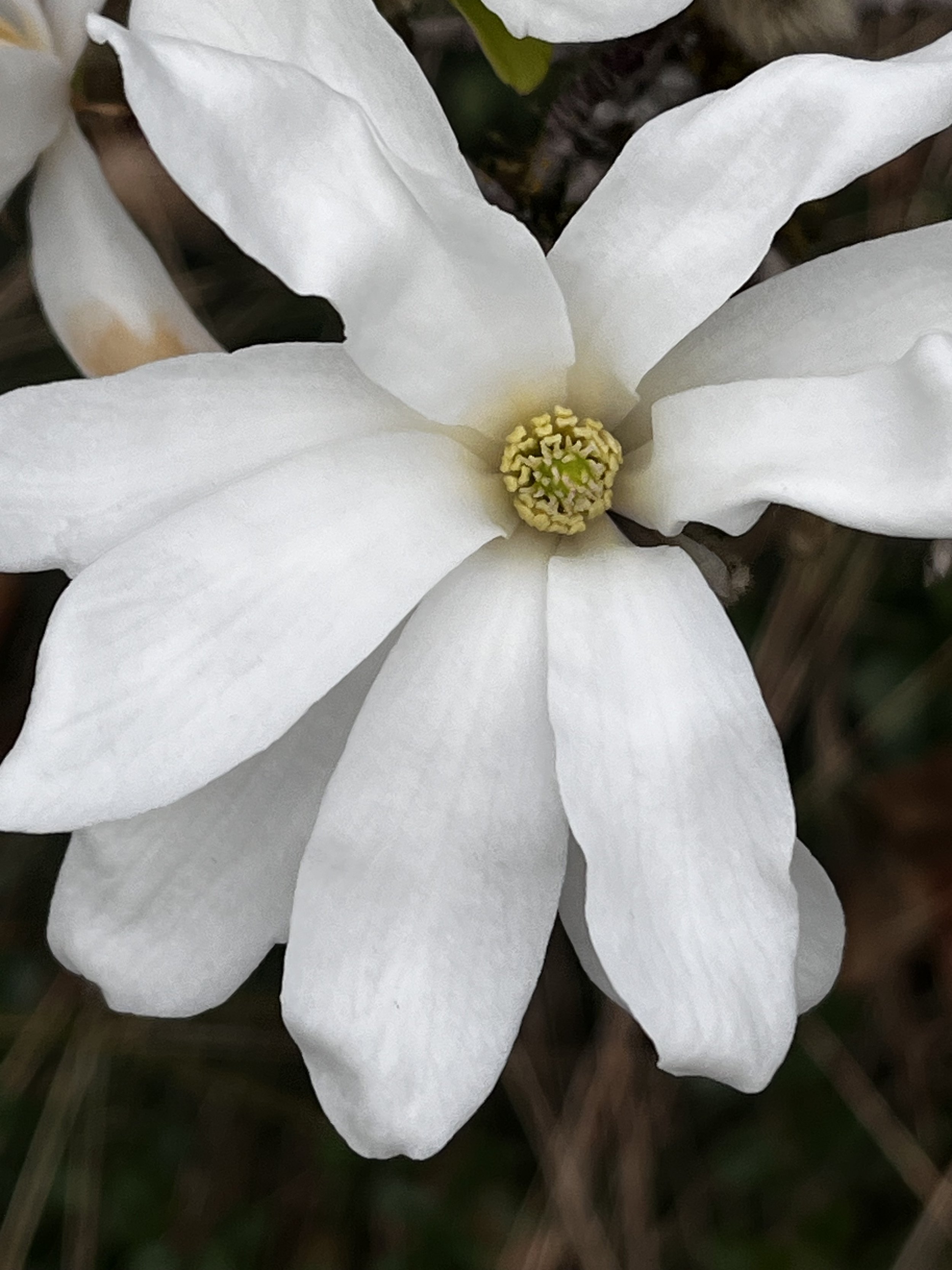 Close-up of a white magnolia flower with large petals and yellow stamens in the center, against a blurry background of brown branches and green leaves.