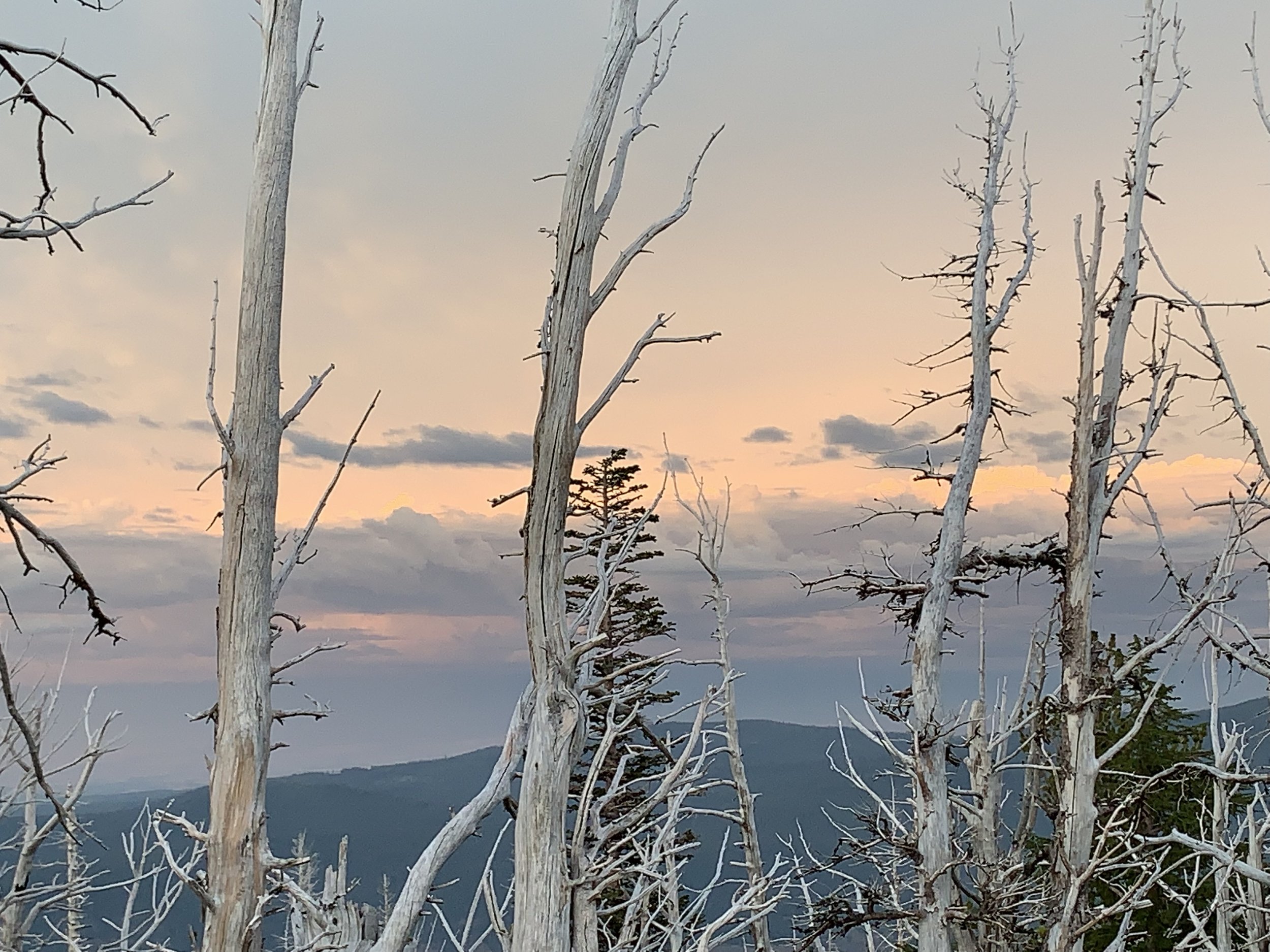 A landscape scene with dead, white, leafless trees in the foreground against a pastel-colored sky during sunset or sunrise, with mountains in the distance.