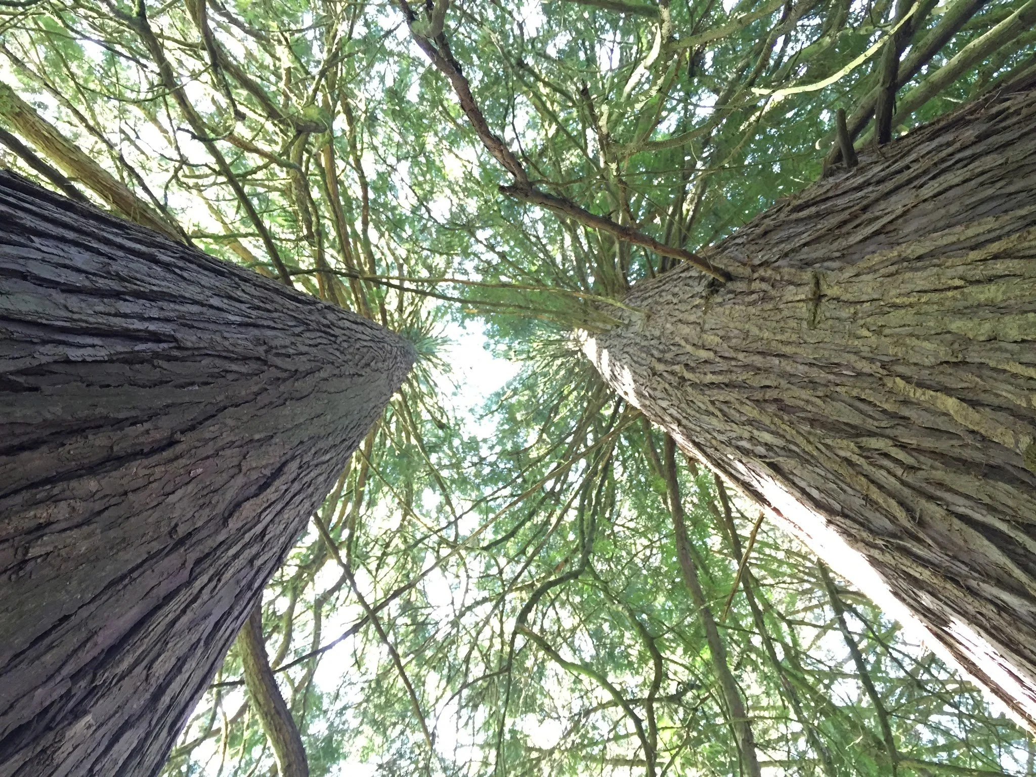Looking up at tall trees with textured bark and green leaves, sunlight filtering through the canopy.