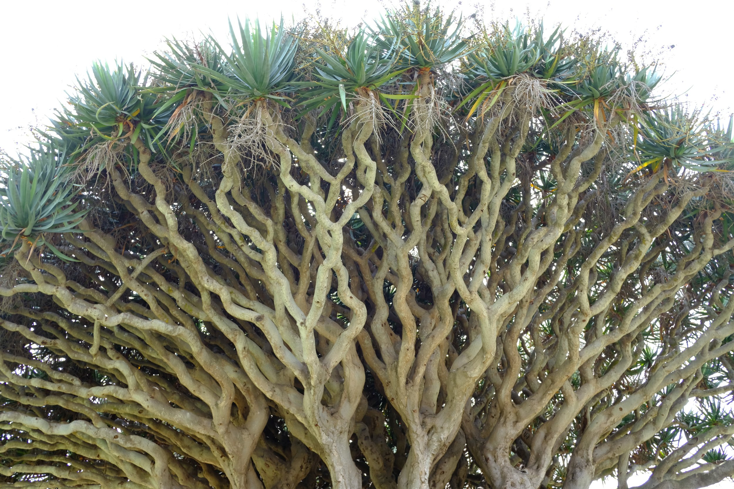 A large, twisted, branching tree with thick, light-colored trunk and green, spiky leaves at the top.