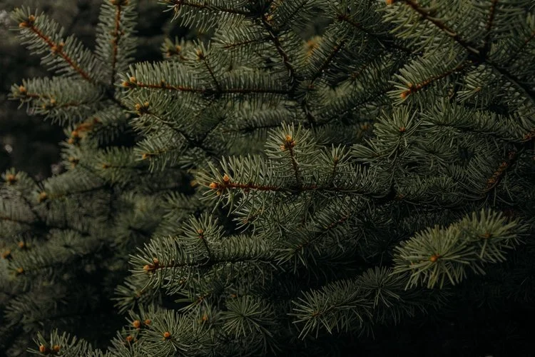 image-asset(1).jpeg
