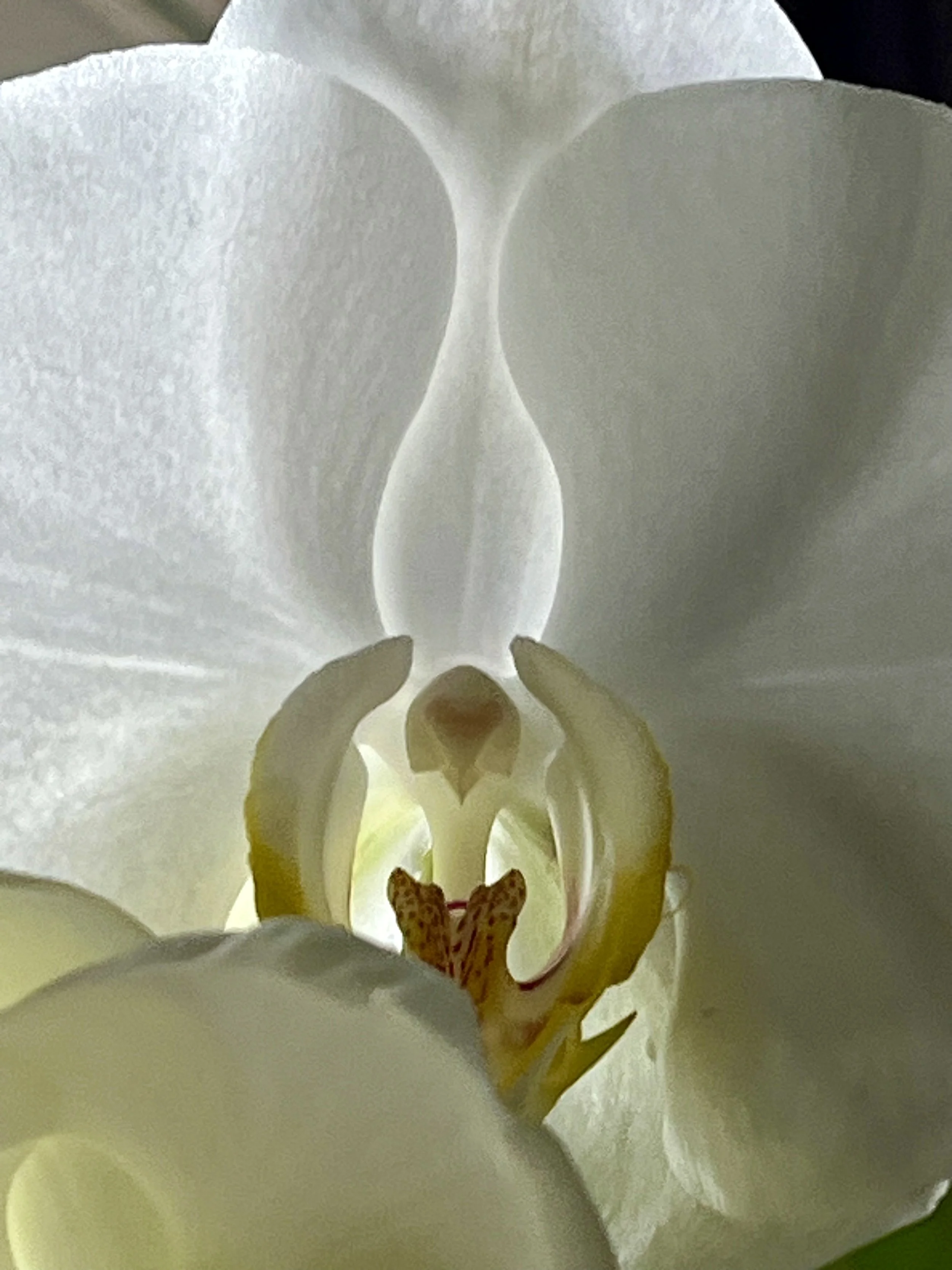 Close-up view of a white orchid flower showing its petals, inner structure, and yellow center with brown markings.