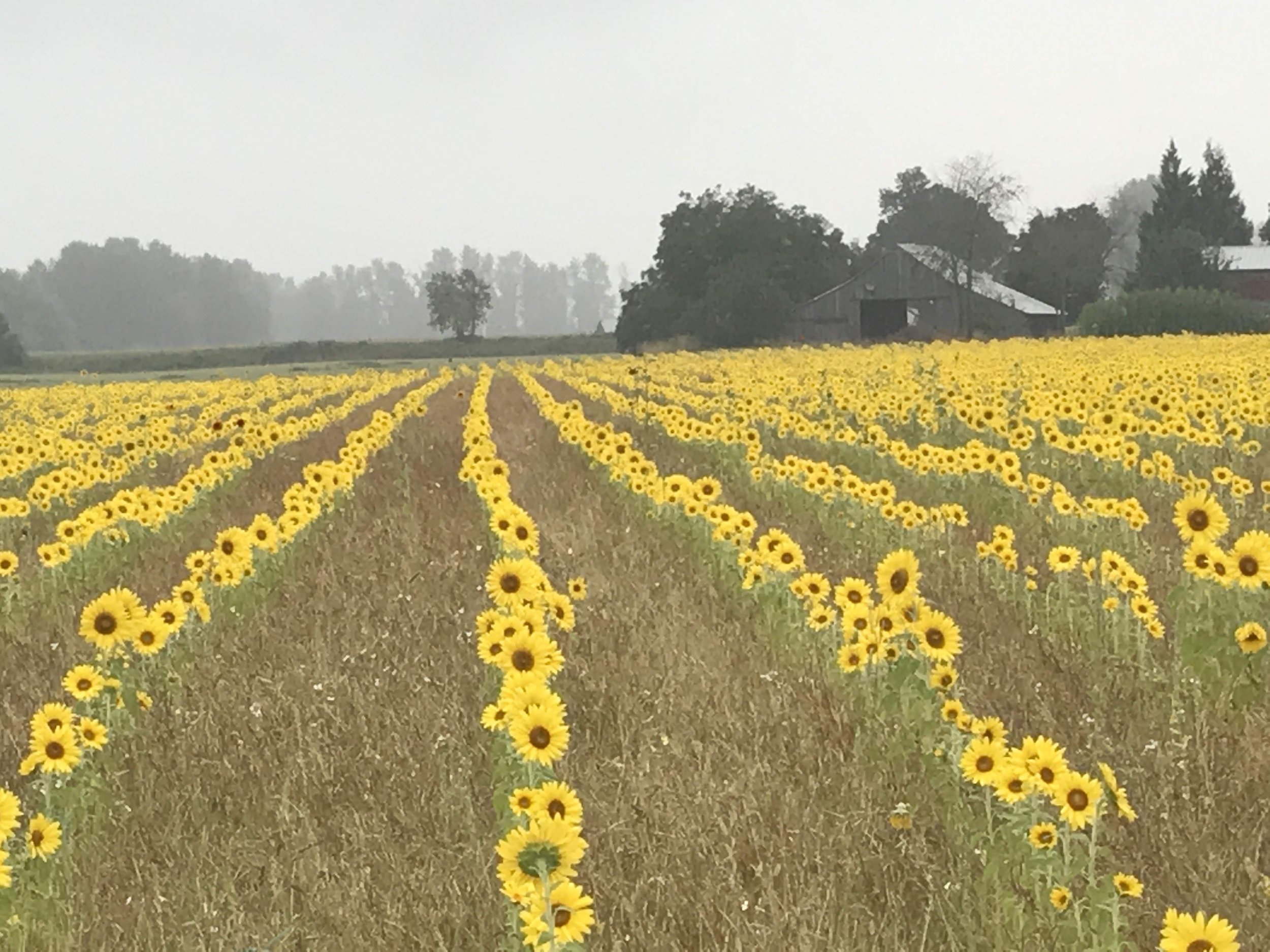 A vast field of blooming yellow sunflowers with a rustic barn and trees in the background, under a cloudy sky.