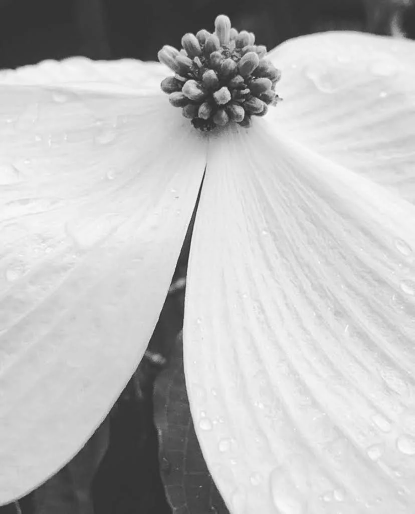 Close-up of a flower with large petals and a cluster of small buds or stamens at the center, with water droplets on the petals.