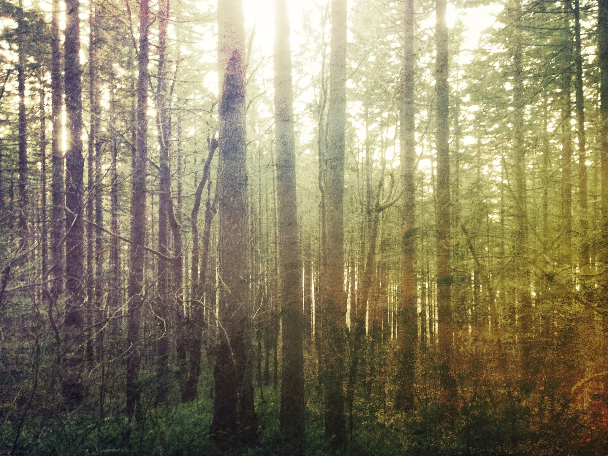 Dense forest with tall trees and sunlight filtering through the branches.