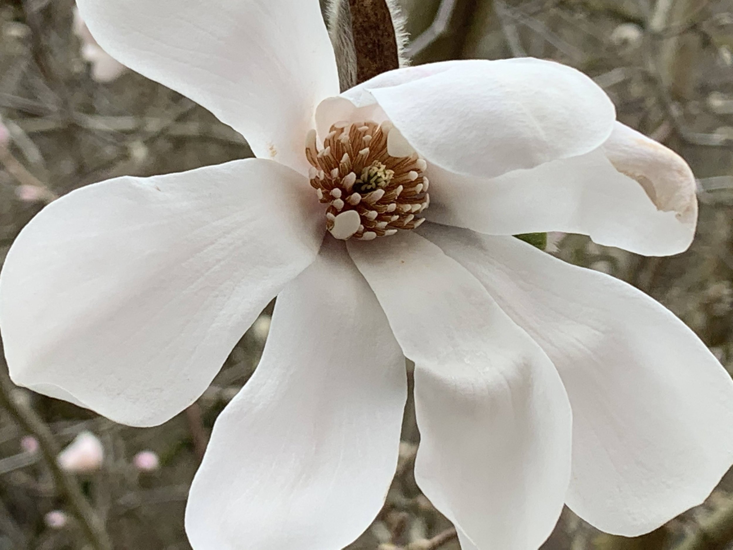 Close-up of a white magnolia flower in bloom with a brown pollen cone at its center, blurred background.