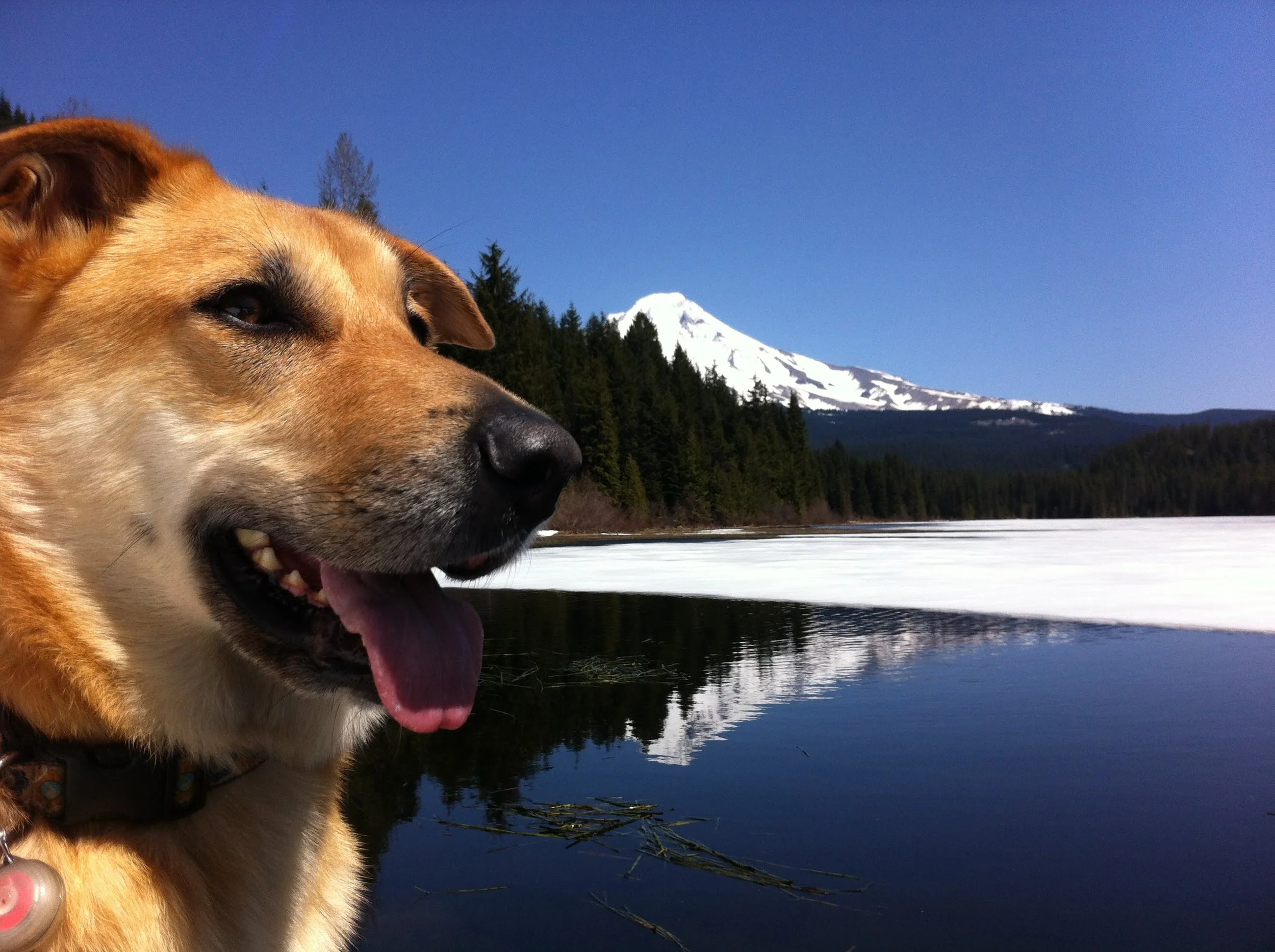 Close-up of a happy dog with its tongue out, near a river, with snow-capped mountain and forested hill in the background.