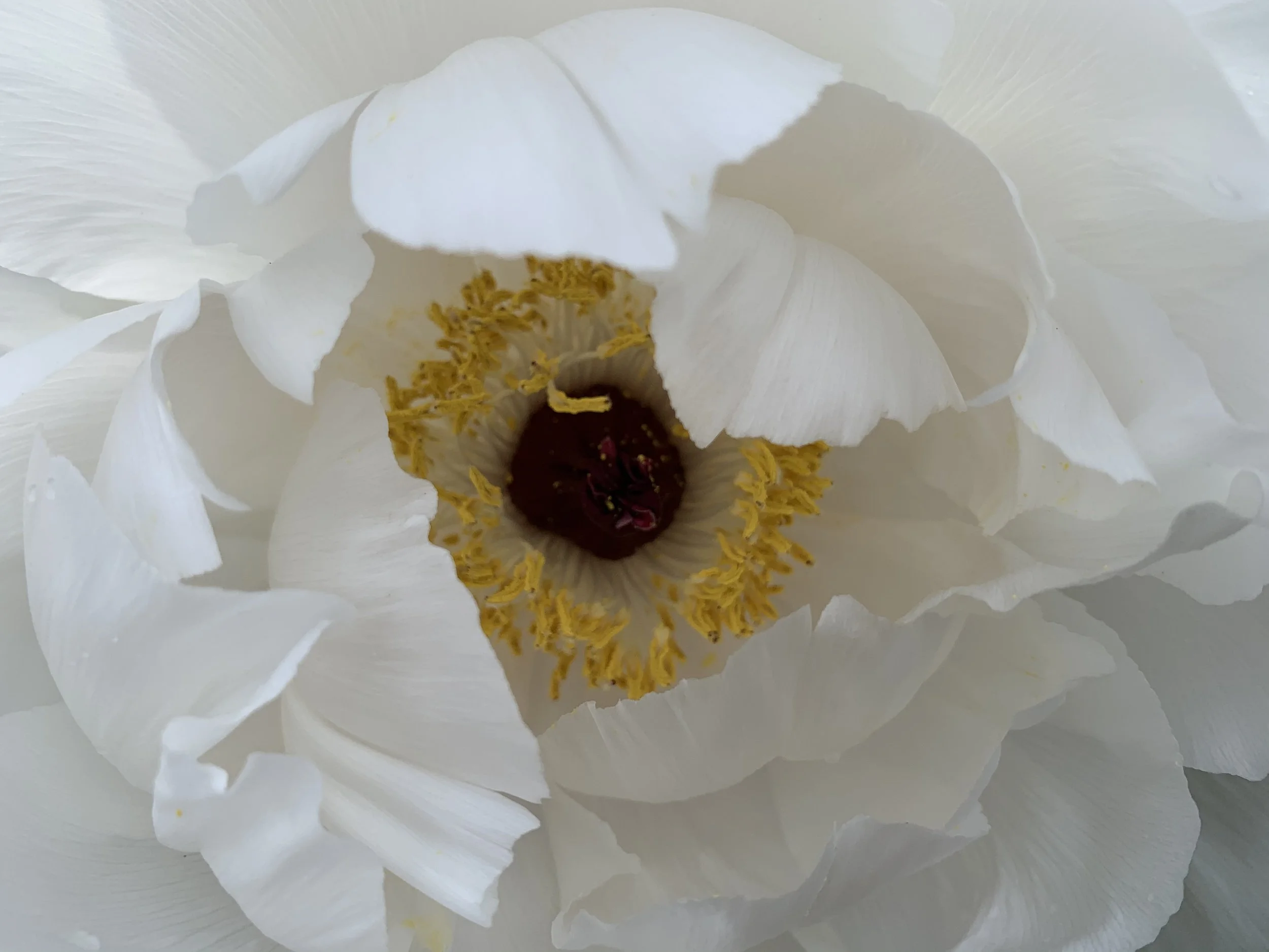 Close-up of a white flower with yellow stamens and brownish-red center, with soft petal details.