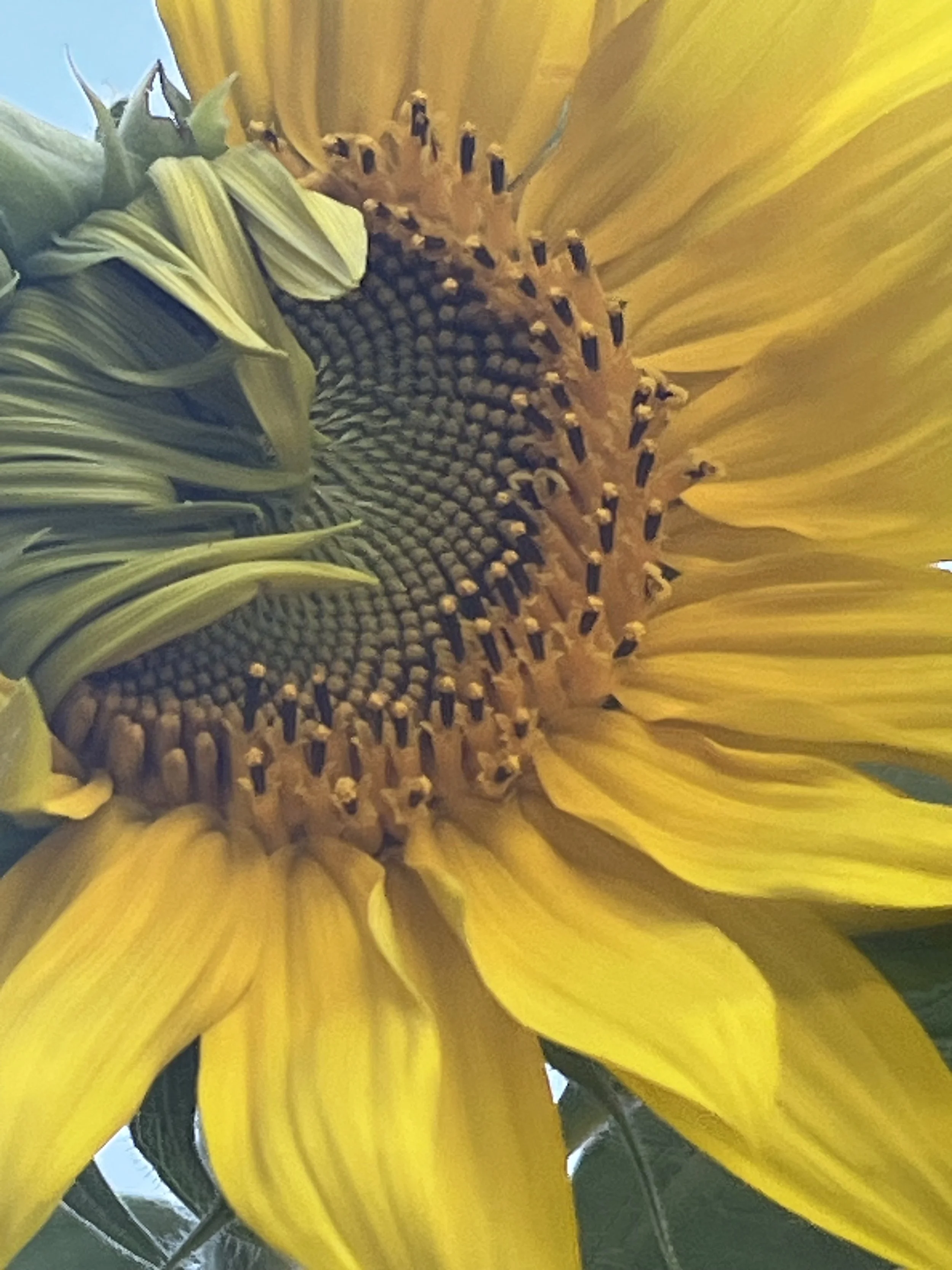 Close-up of a sunflower with yellow petals and a dark center, showing intricate seed pattern.