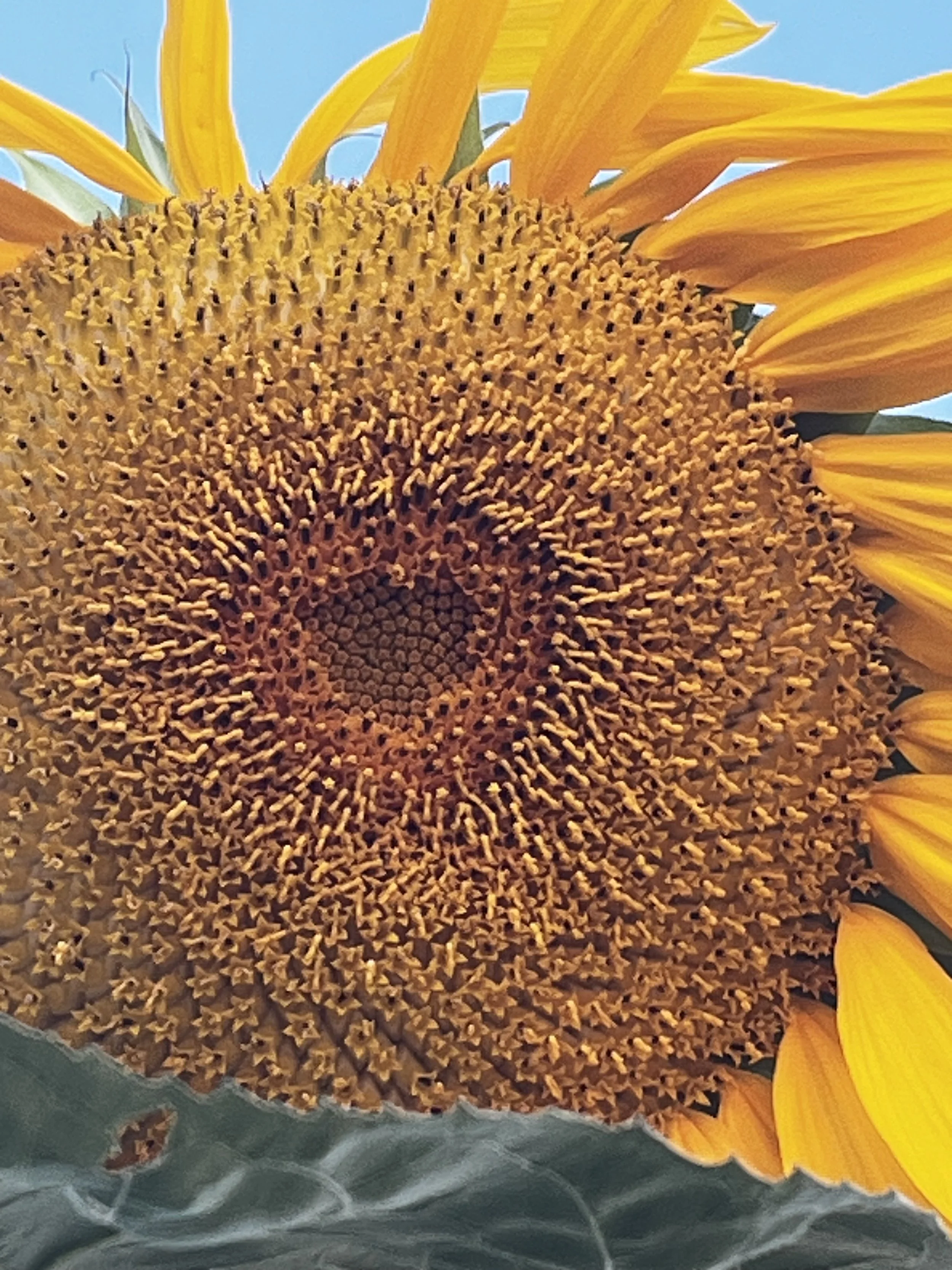 Close-up of a sunflower with bright yellow petals and a large brown center, set against a blue sky background.