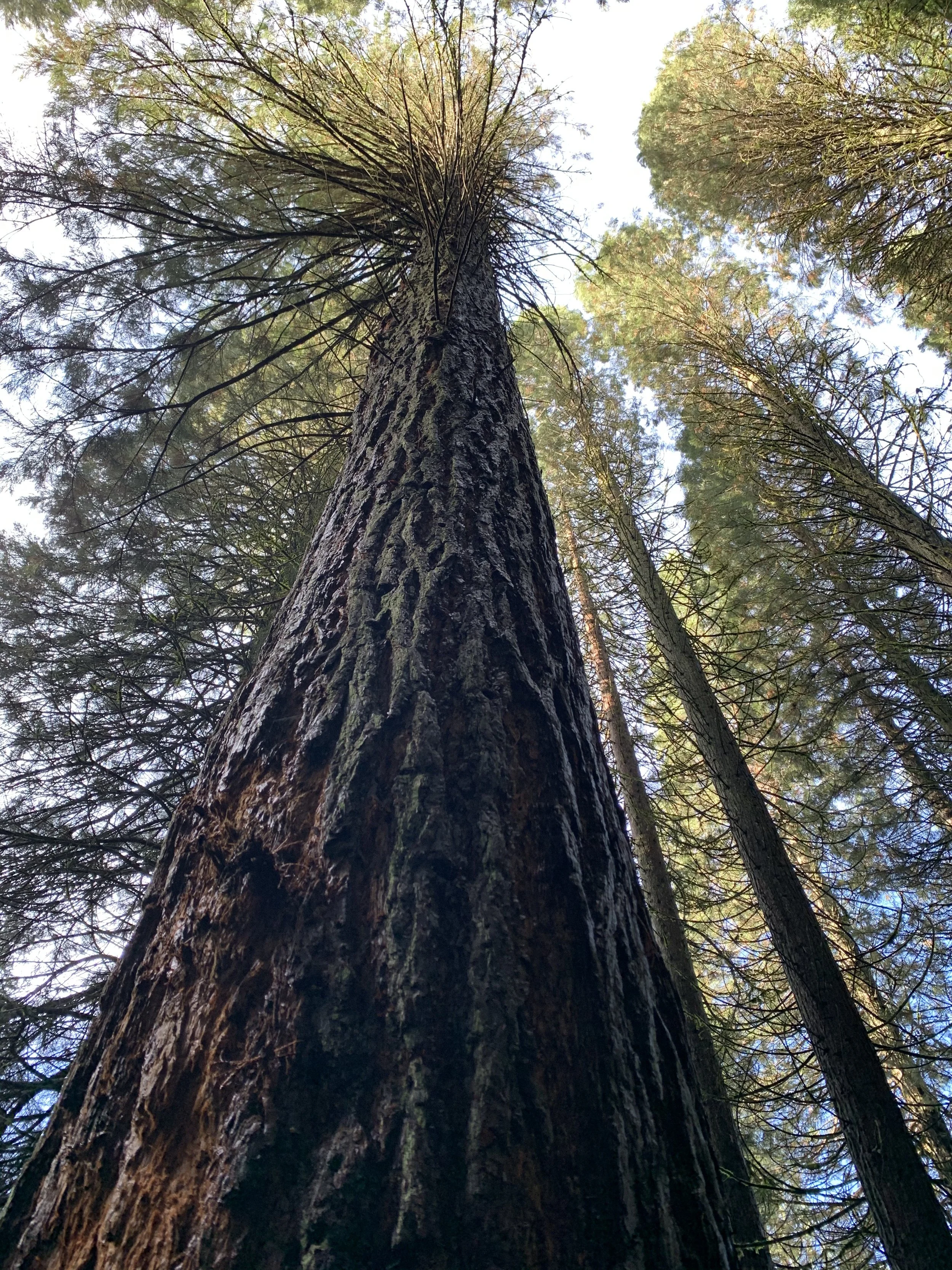 Looking up at tall trees with rough bark and pine needles, with a bright sky visible through the branches.