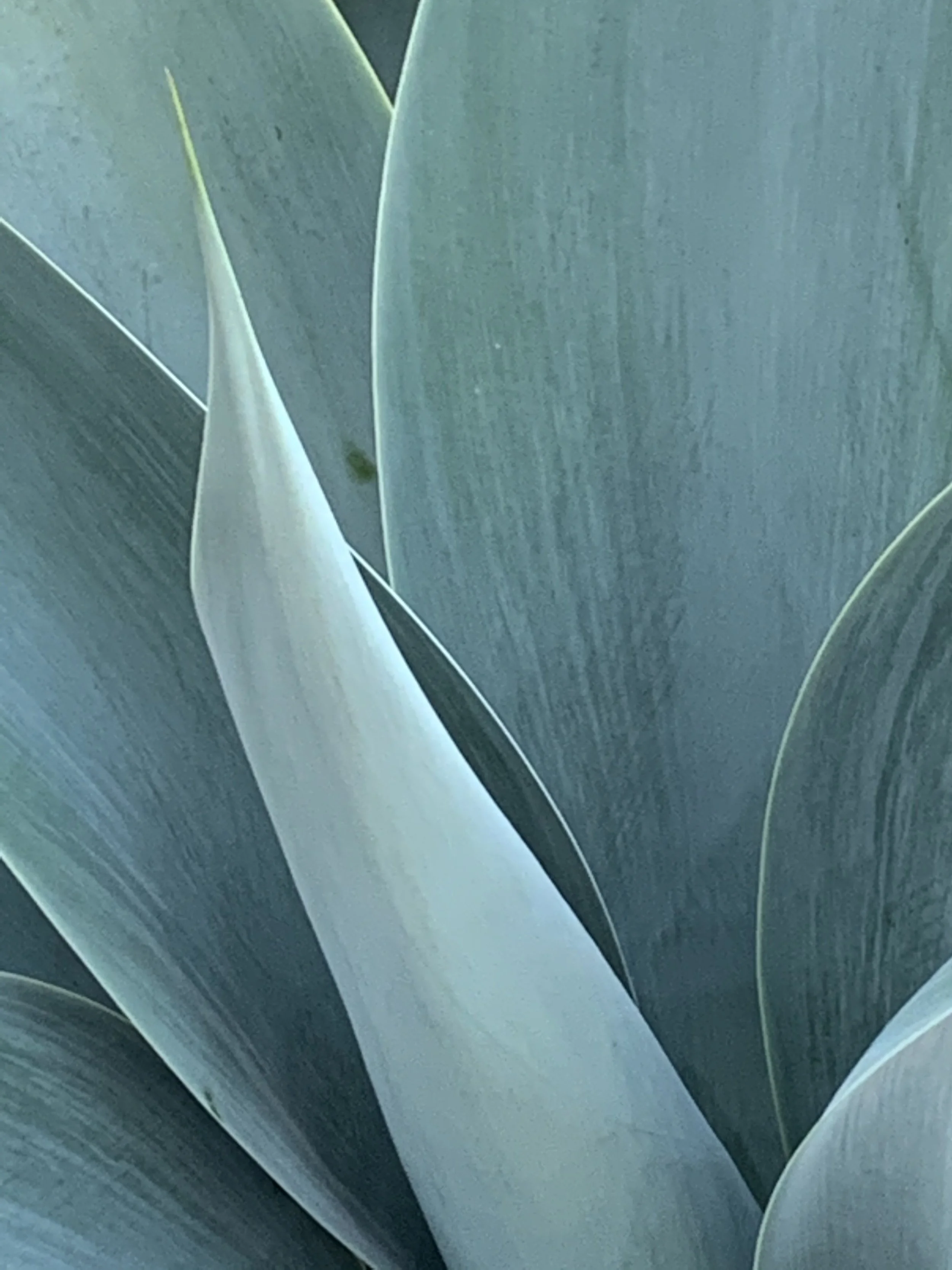 Close-up of the pointed tips of several overlapping green leaves.