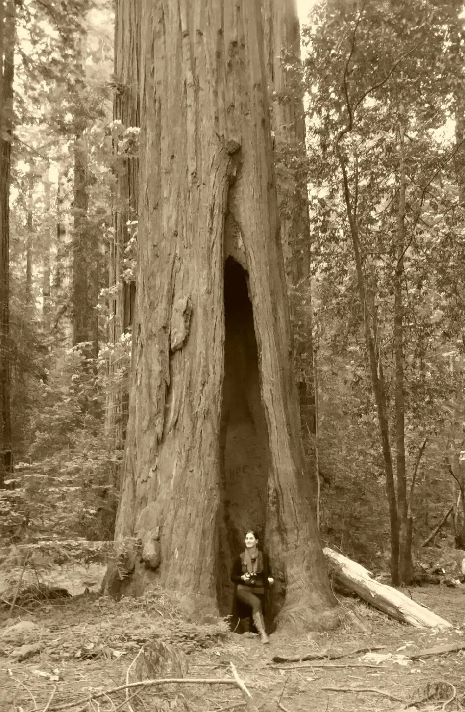 A woman is sitting at the base of a large, hollowed-out tree trunk in a forest with dense trees and foliage in the background.