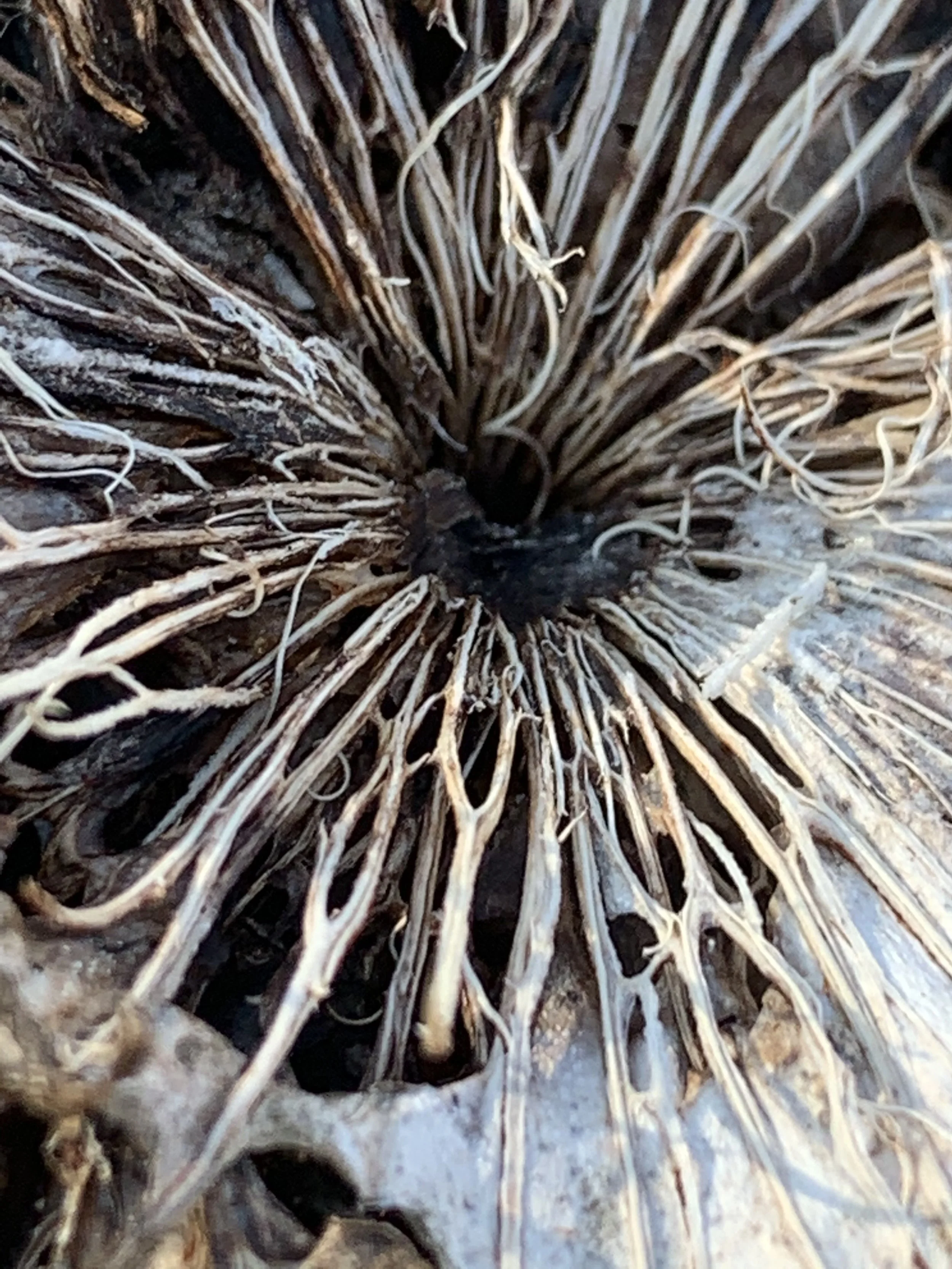 Close-up of dry, tangled plant roots or vines on a rough surface.