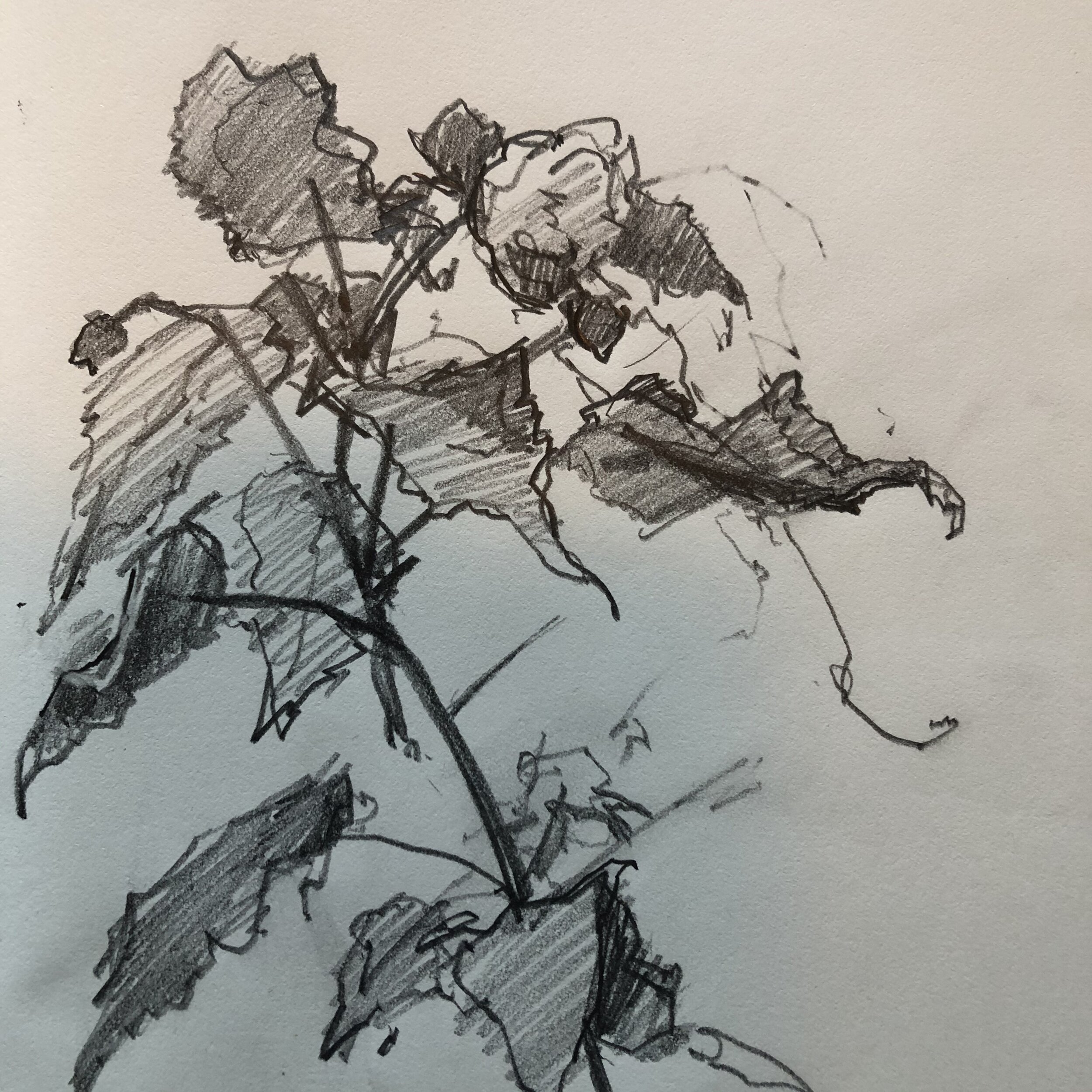 abutilon flower, pencil, skecthbook