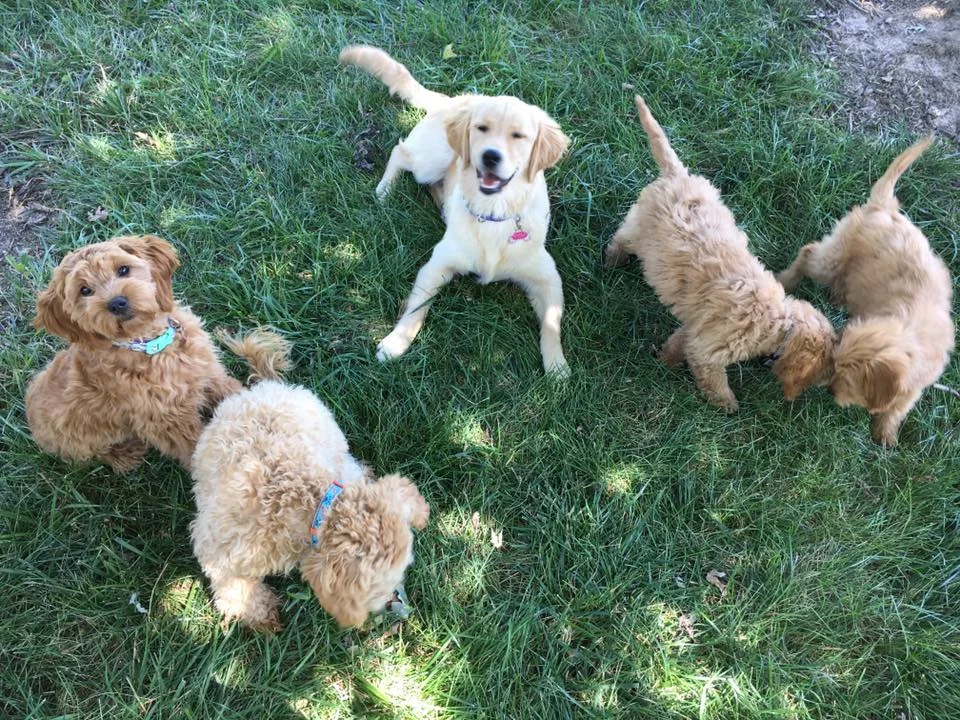 goldendoodle backcross golden retriever