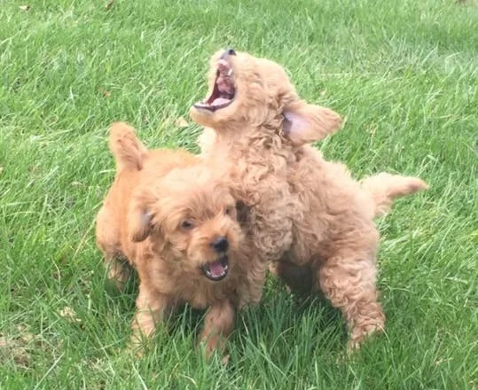 golden doodle pad