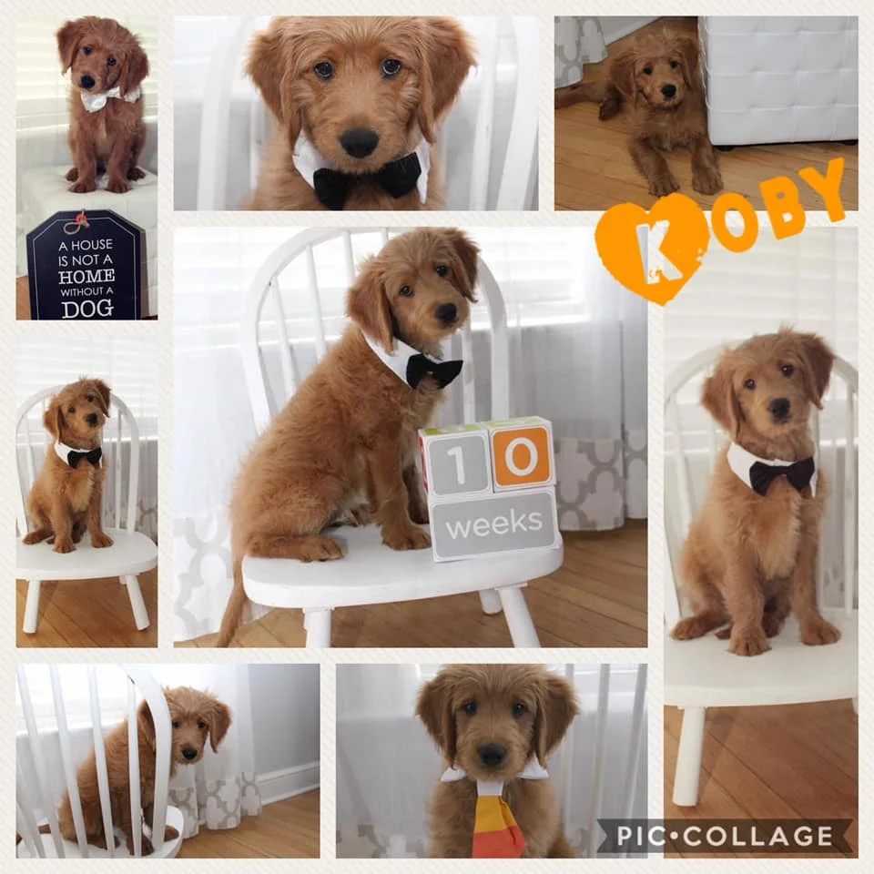 golden doodle pad