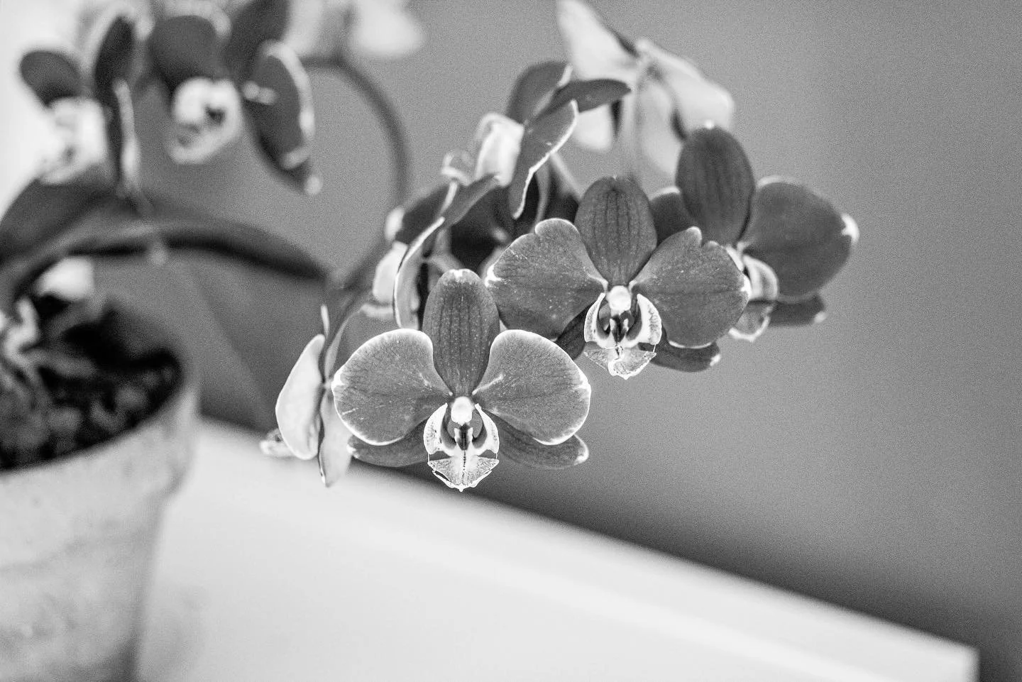 Our orchid room is official with a blooming orchid! I love how the petals match the accent wall, but from a photography point of view it’s A LOT. I prefer the orchid print in the BW, but love the actual colors in real life. C’est la vie!